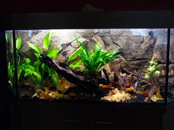 akvarium (1).jpg