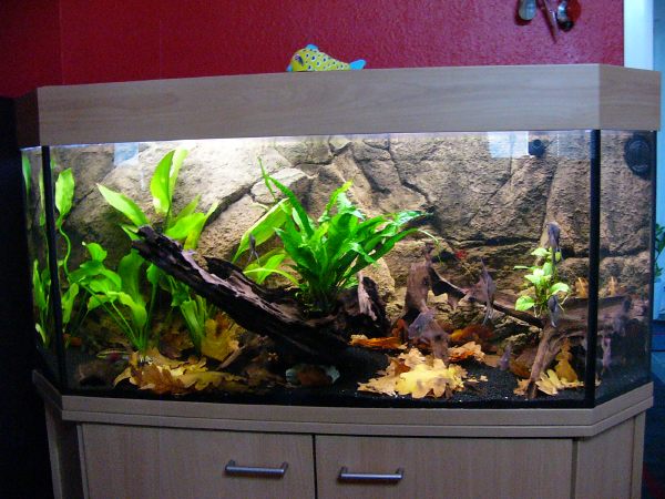 akvarium (2).jpg