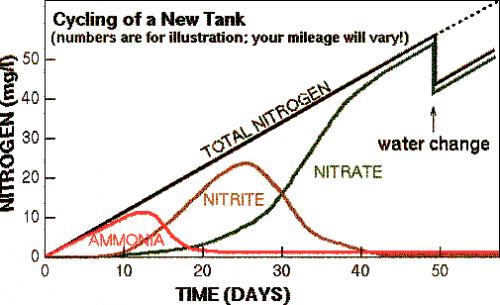 fish-tank-nitrogen-cycle.jpg