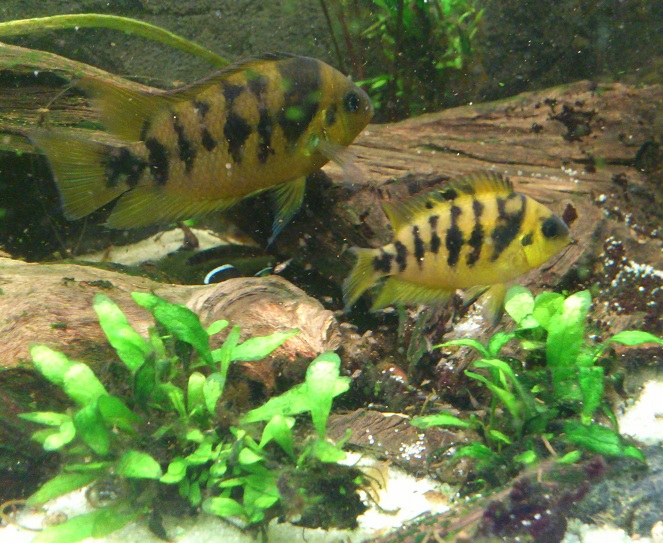 C.nanoluteus15.jpg