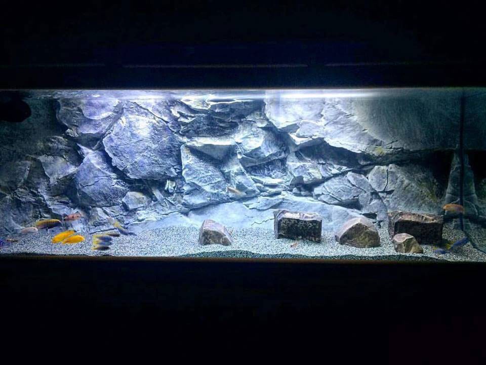 slim-aquarium-backgrounds-aquadecor-012.jpg