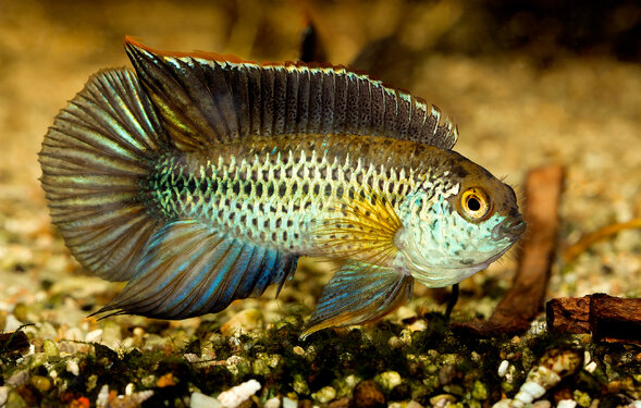 En fin fisk