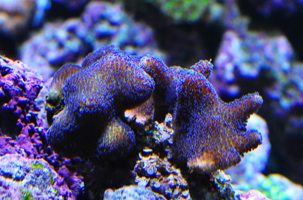 DSC_0104.JPG