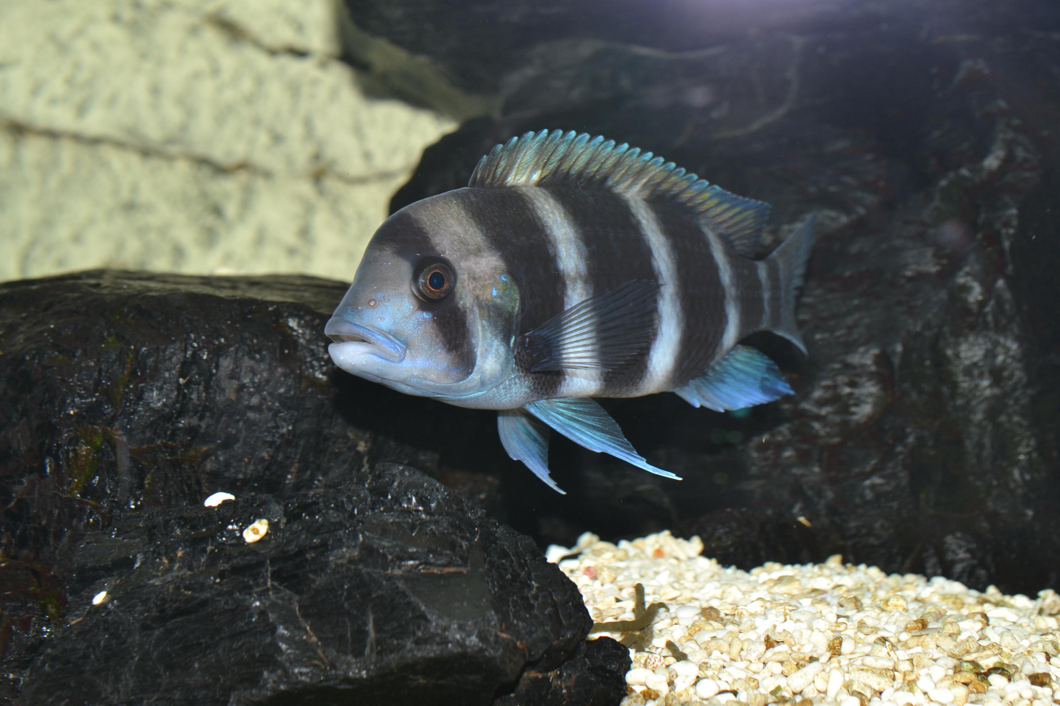 Akvariet 40 + 18-55 mm 025.jpg