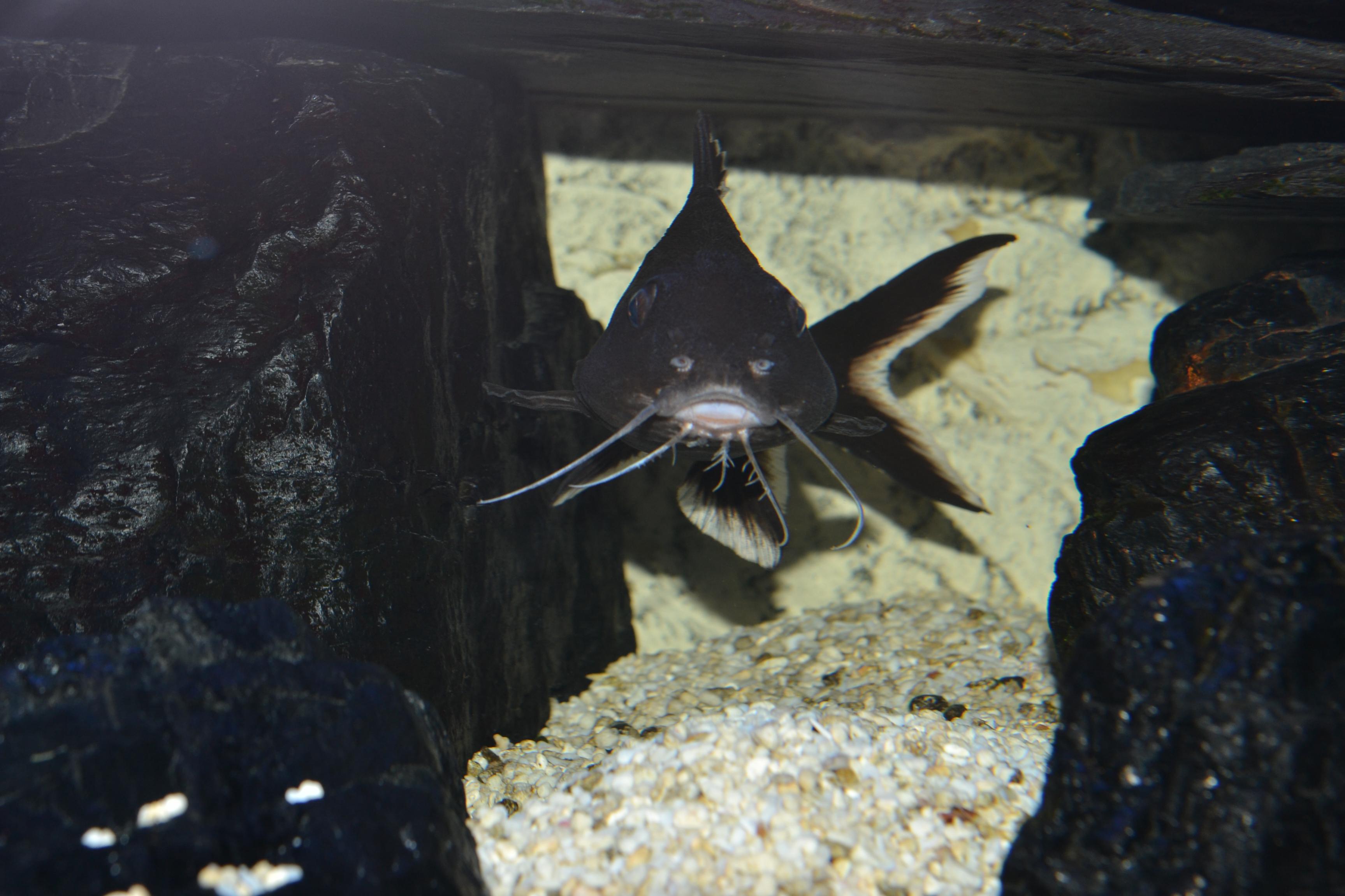 Akvariet 013.jpg