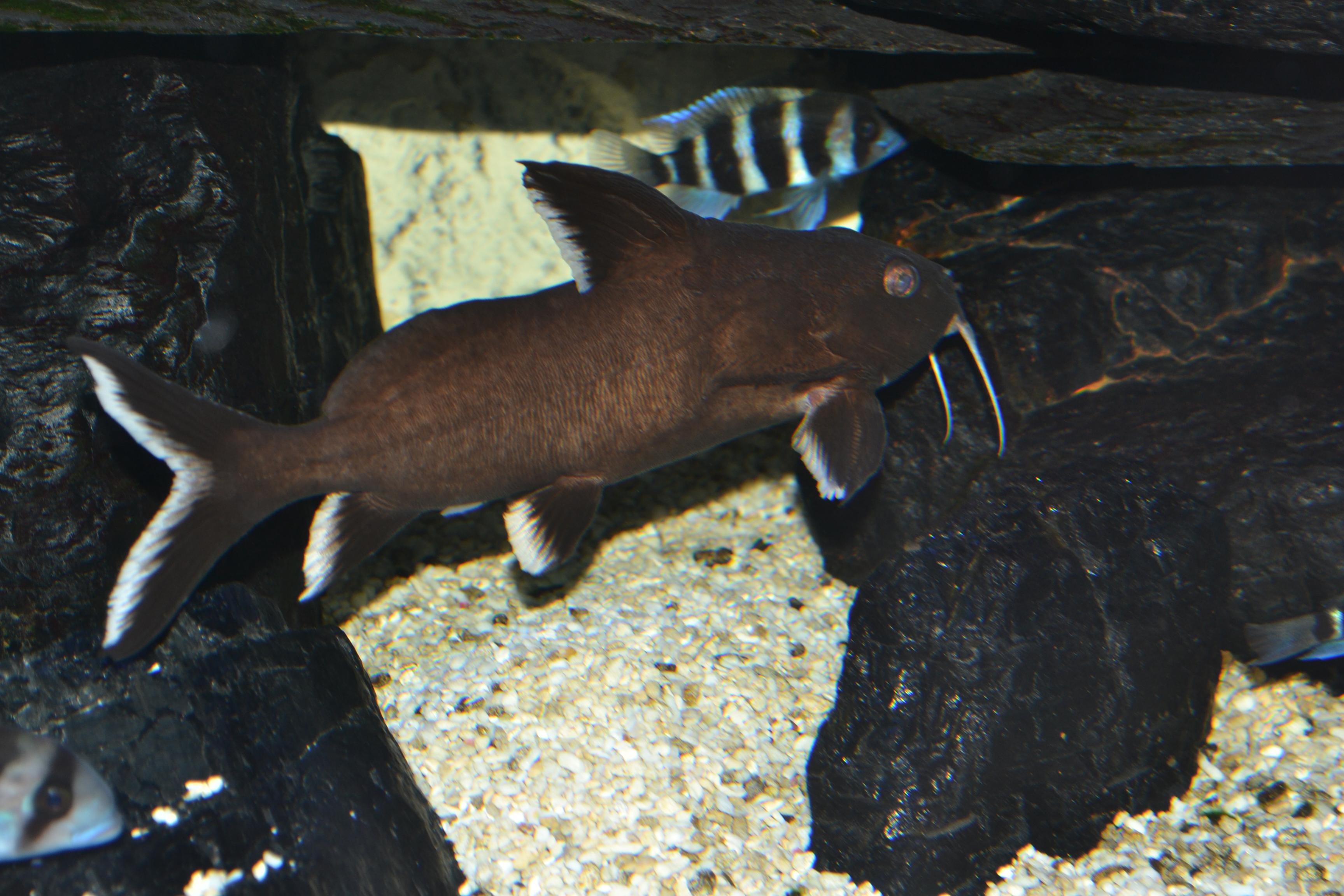 Akvariet 062.jpg