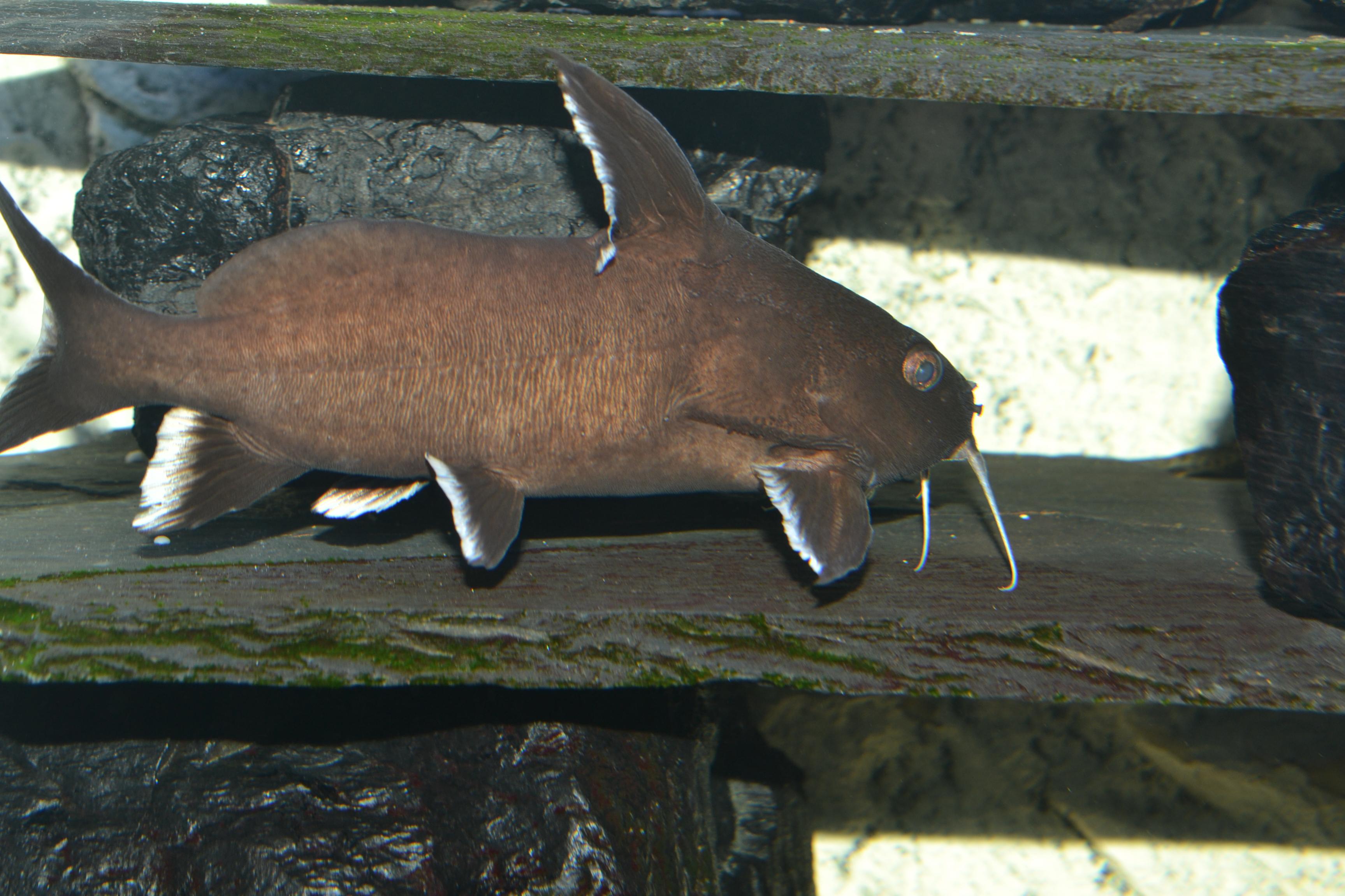 Akvariet 007.jpg