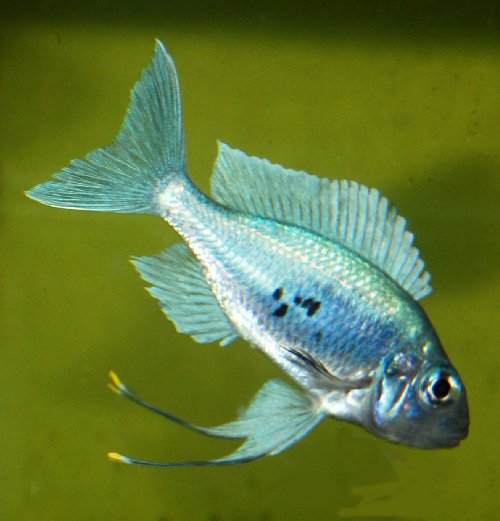 ventralis15.JPG