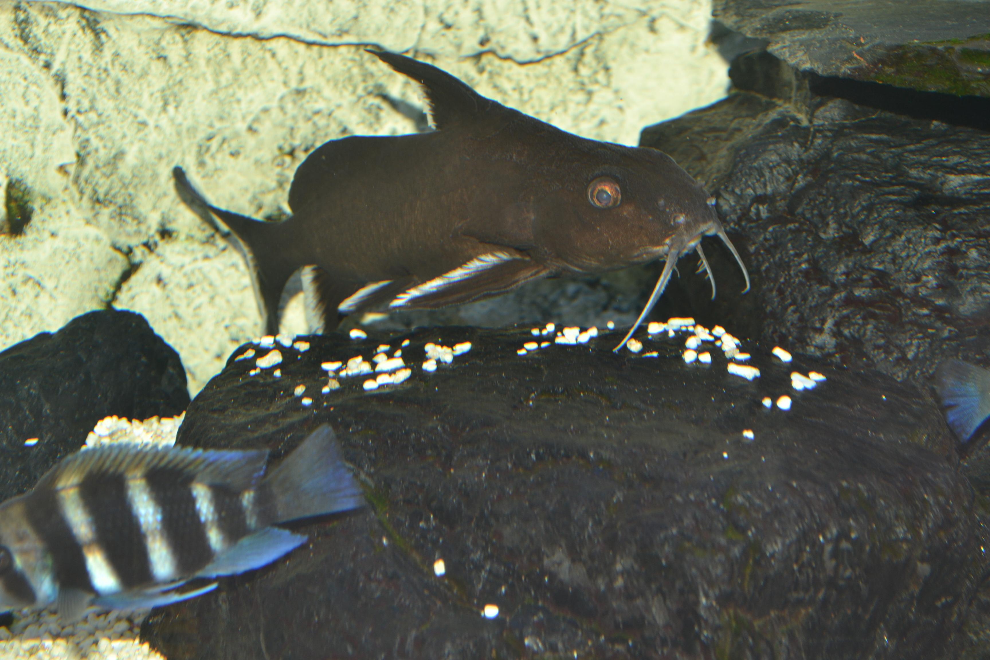 Akvariet 064.jpg