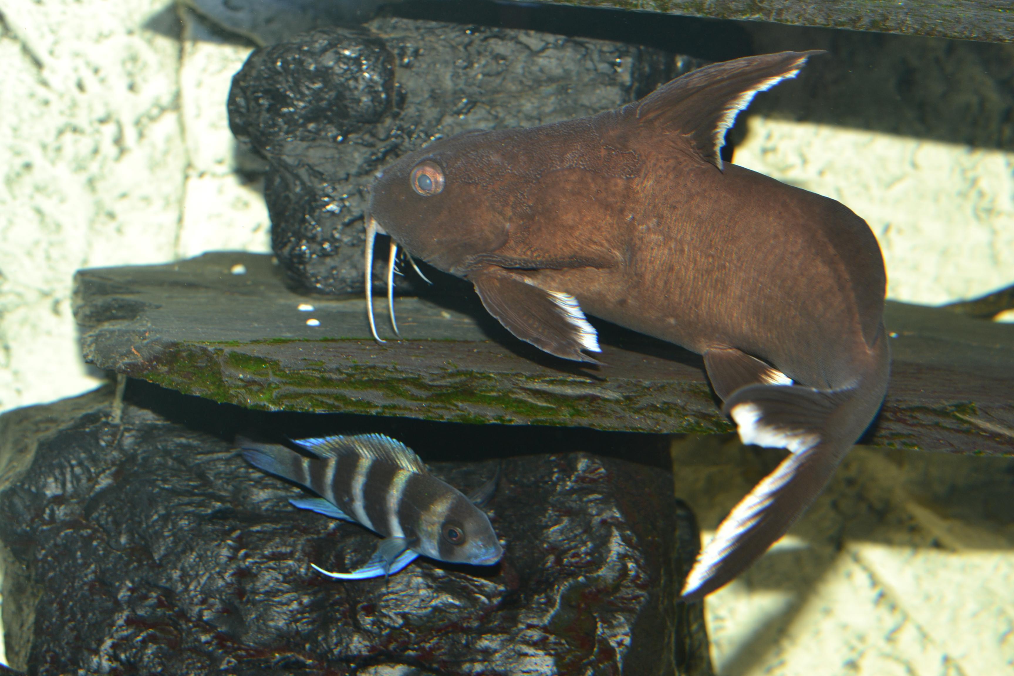 Akvariet 010.jpg