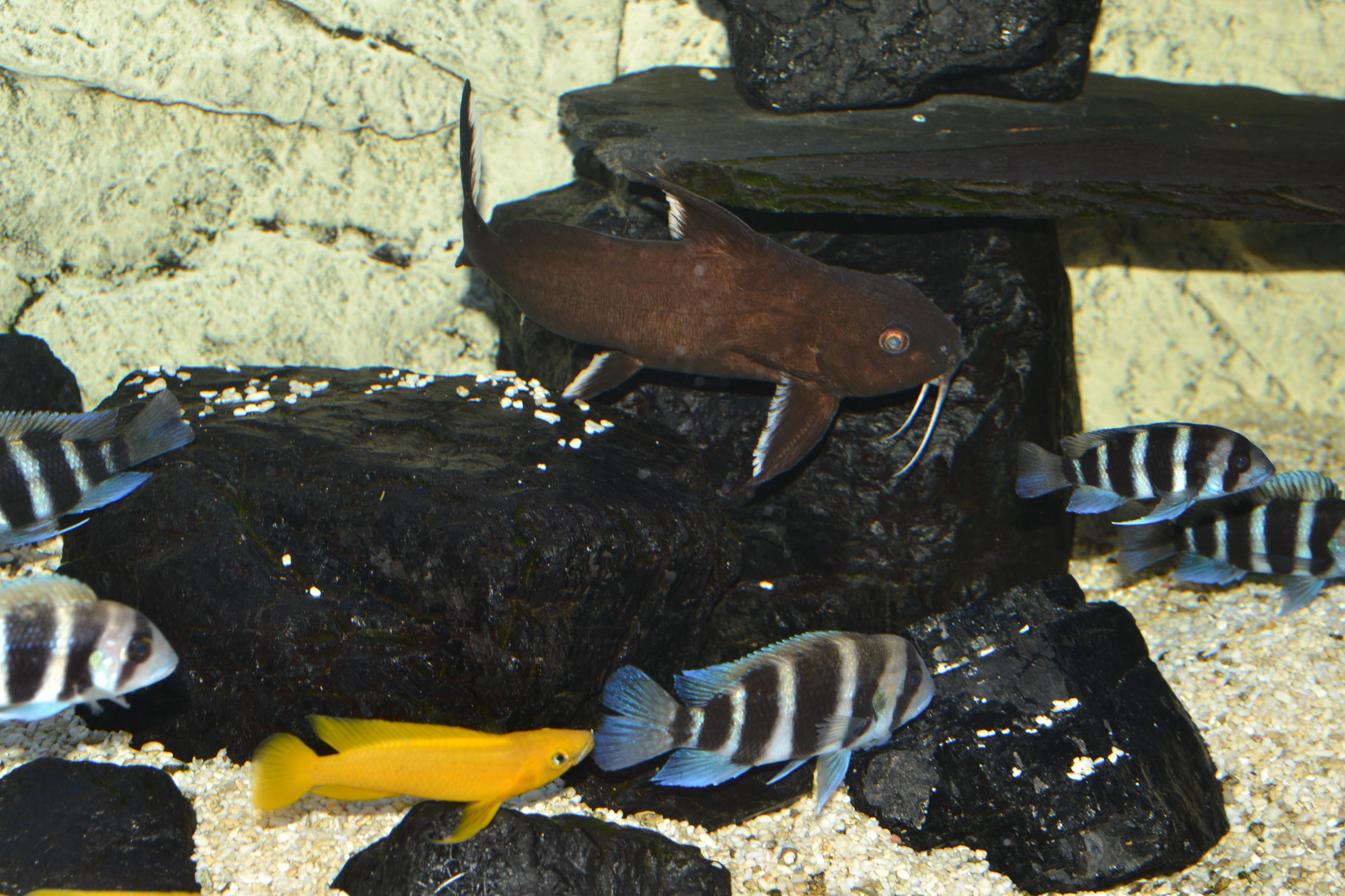 Akvariet 060.jpg