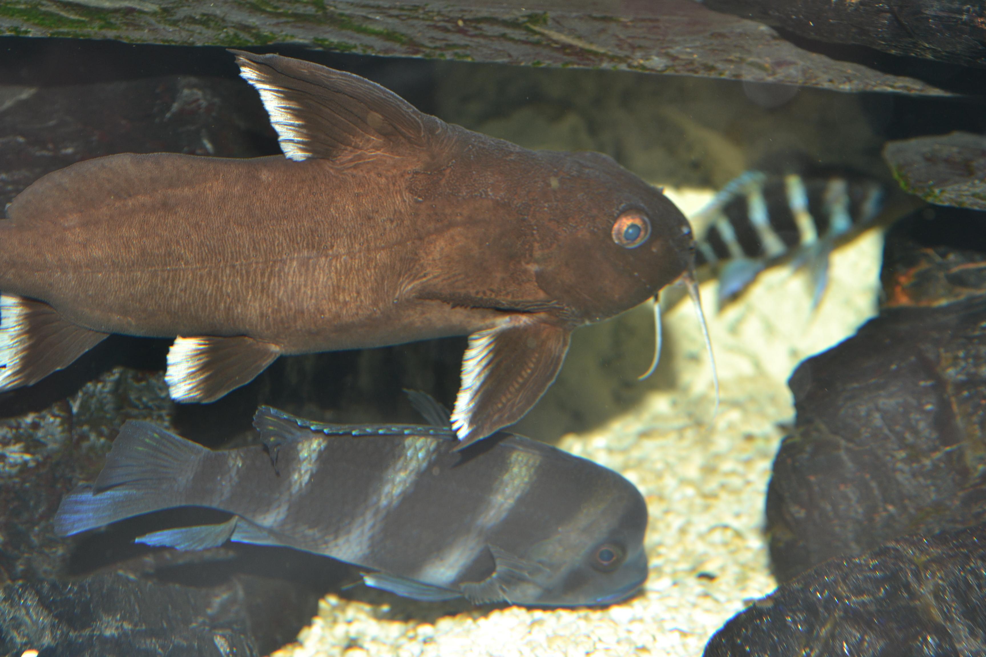 Akvariet 048.jpg