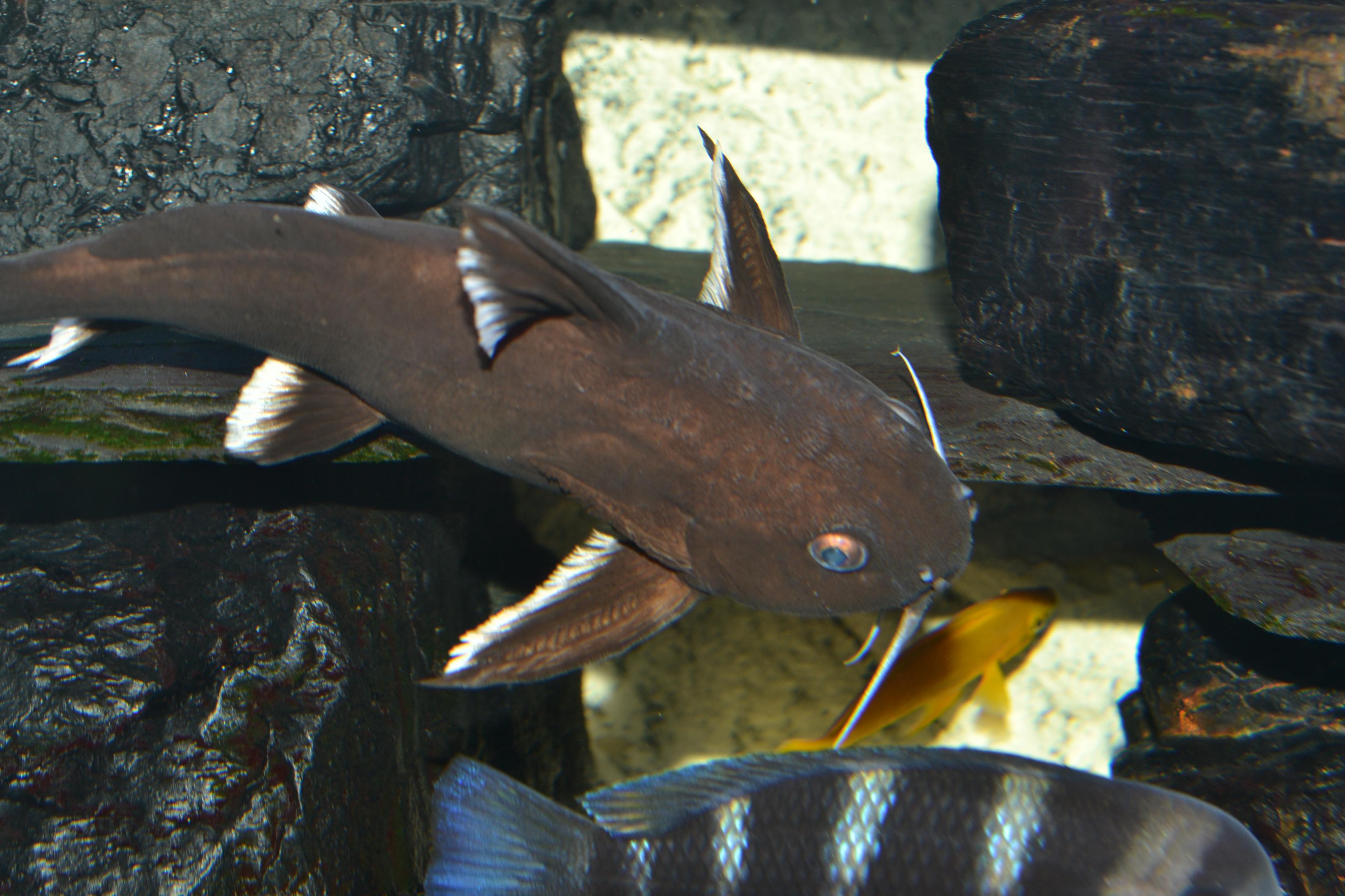 Akvariet 008.jpg