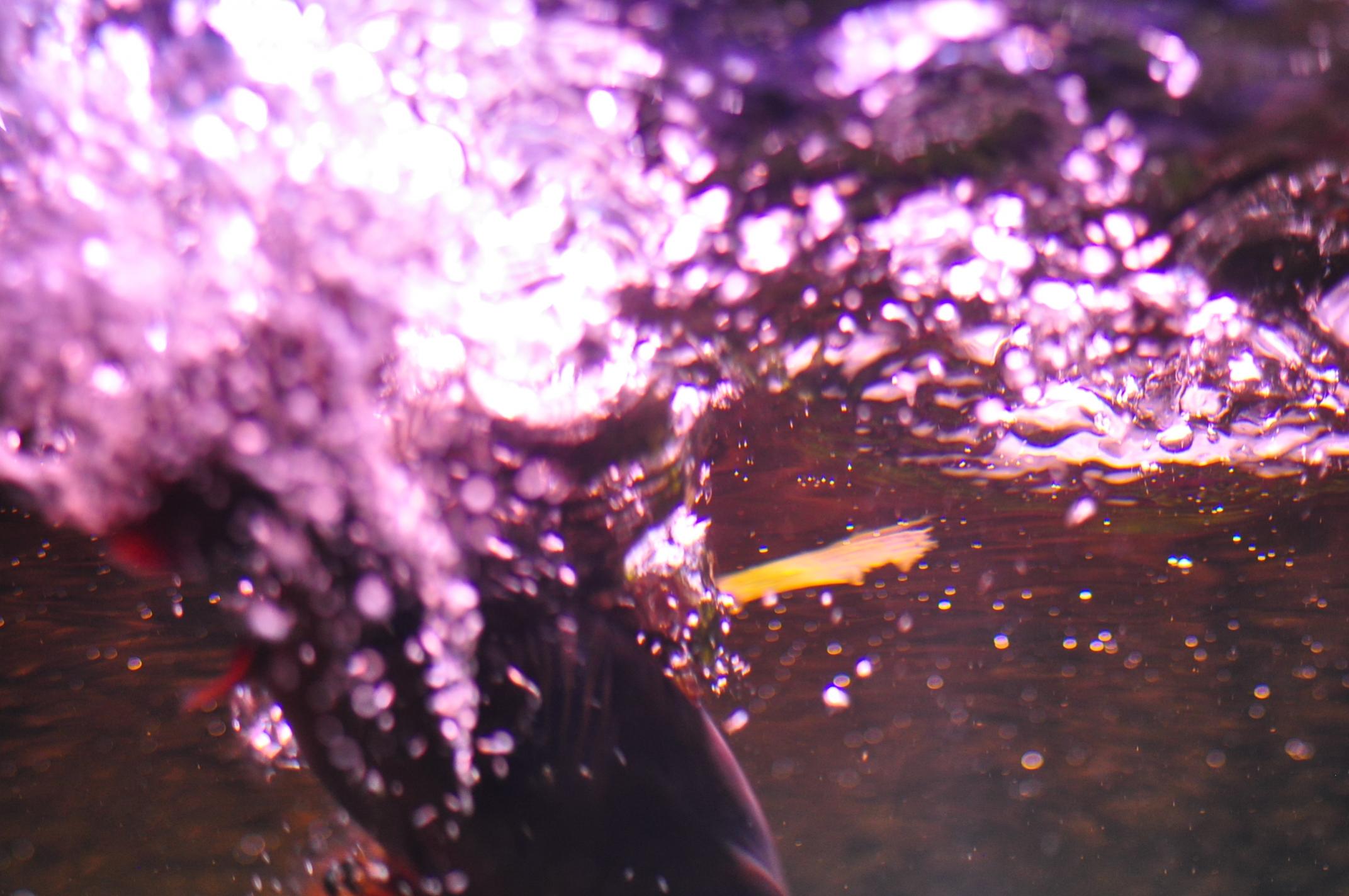 DSC_0033.jpg