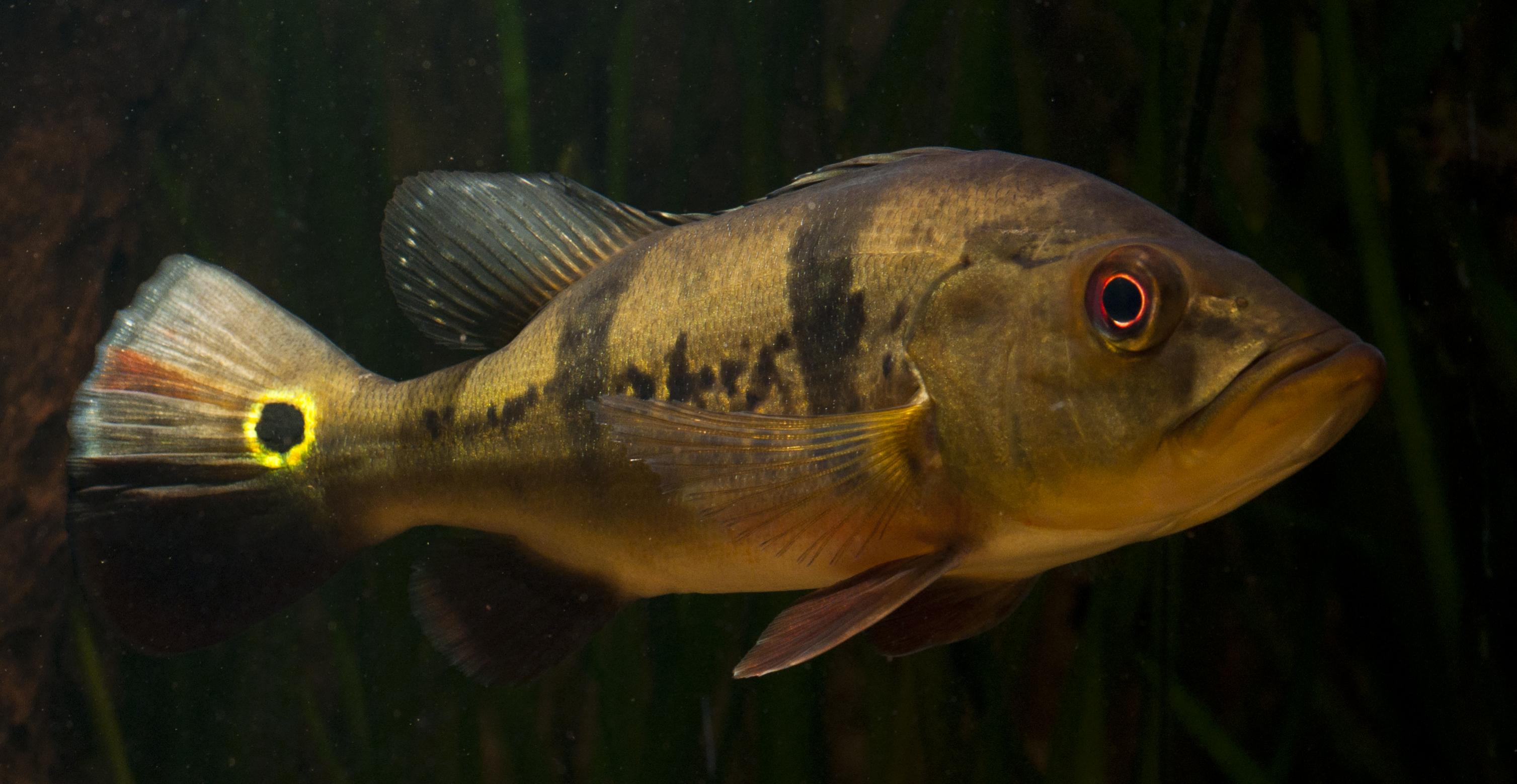 ocellaris.jpg