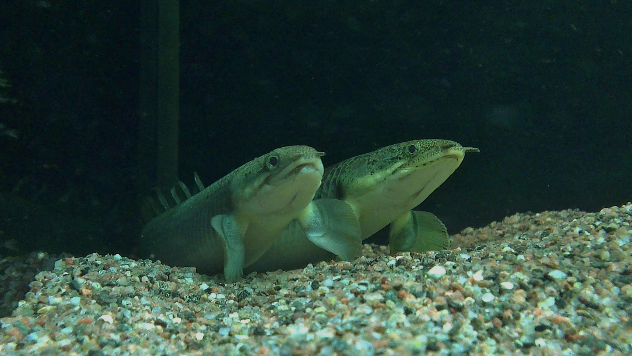 Polypterus (3).jpg