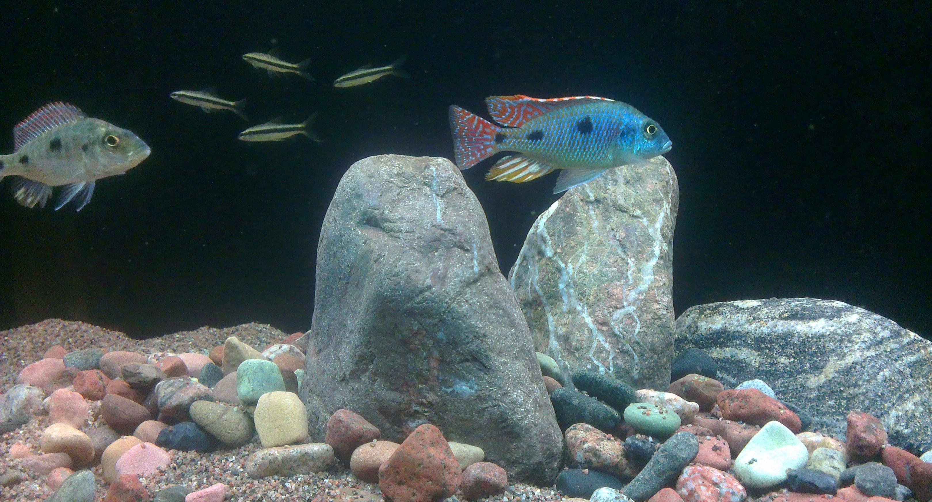 Otopharynx tetrastigma.jpg