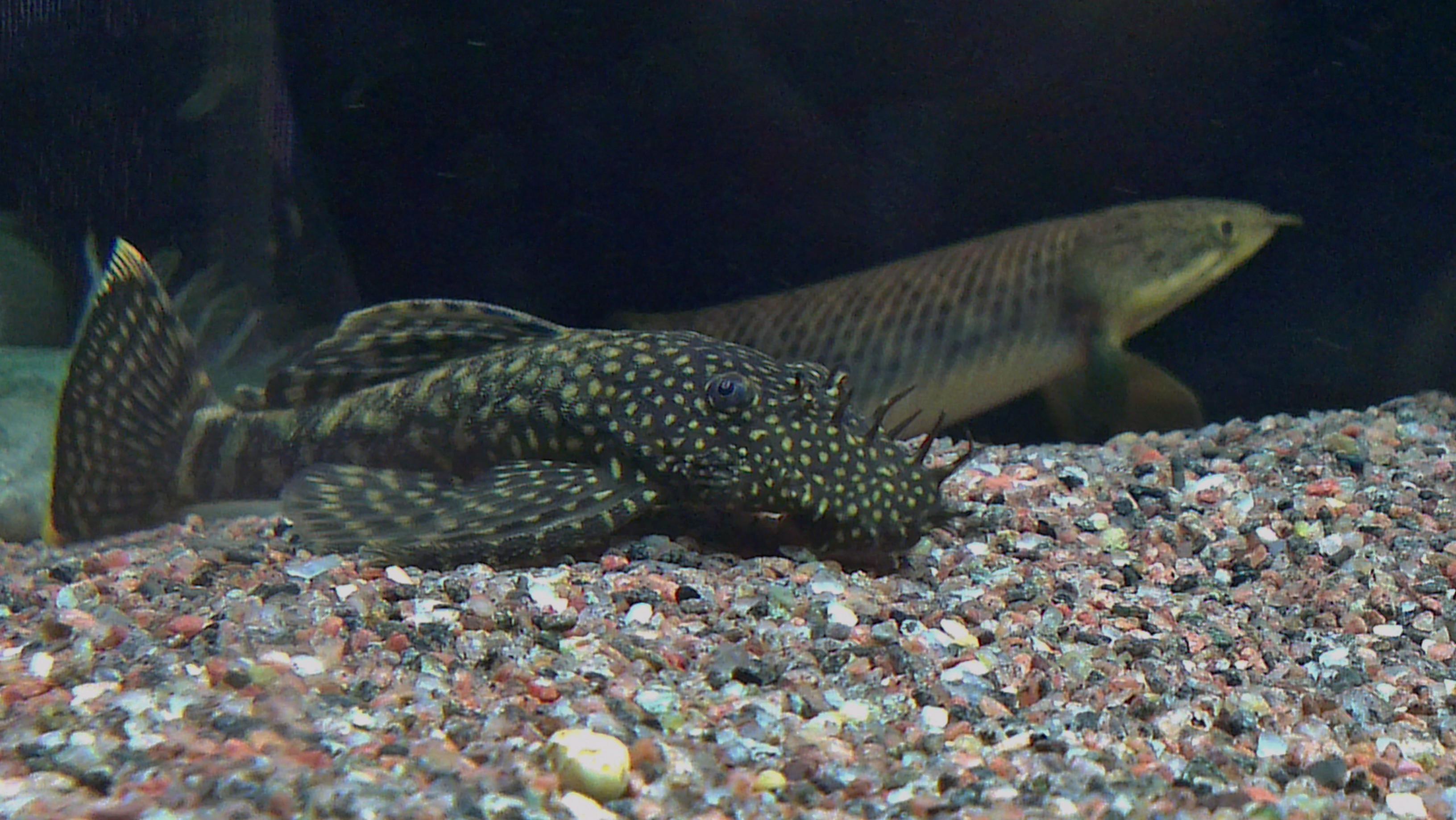 Polypterus (1).jpg