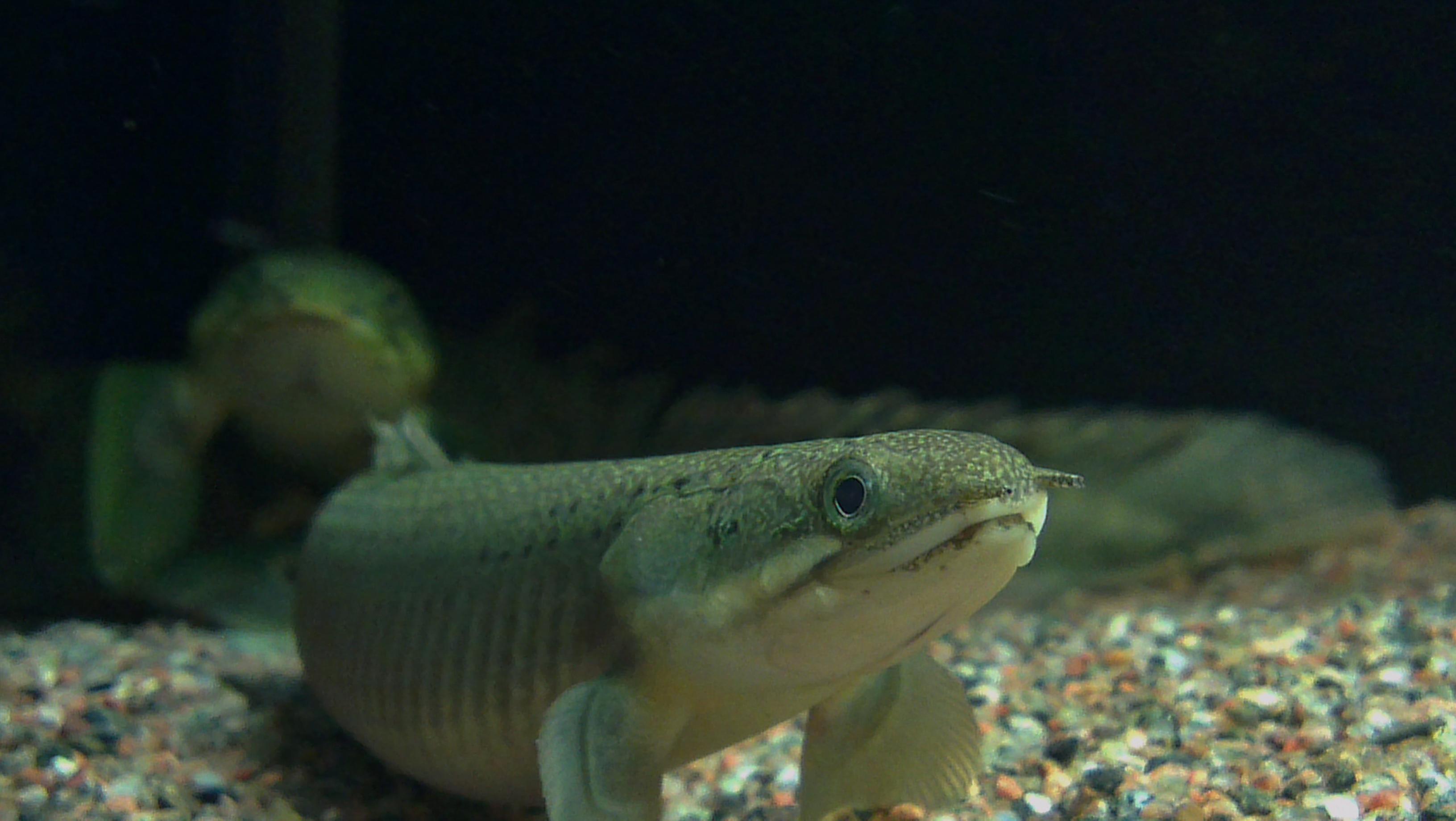 Polypterus (2).jpg