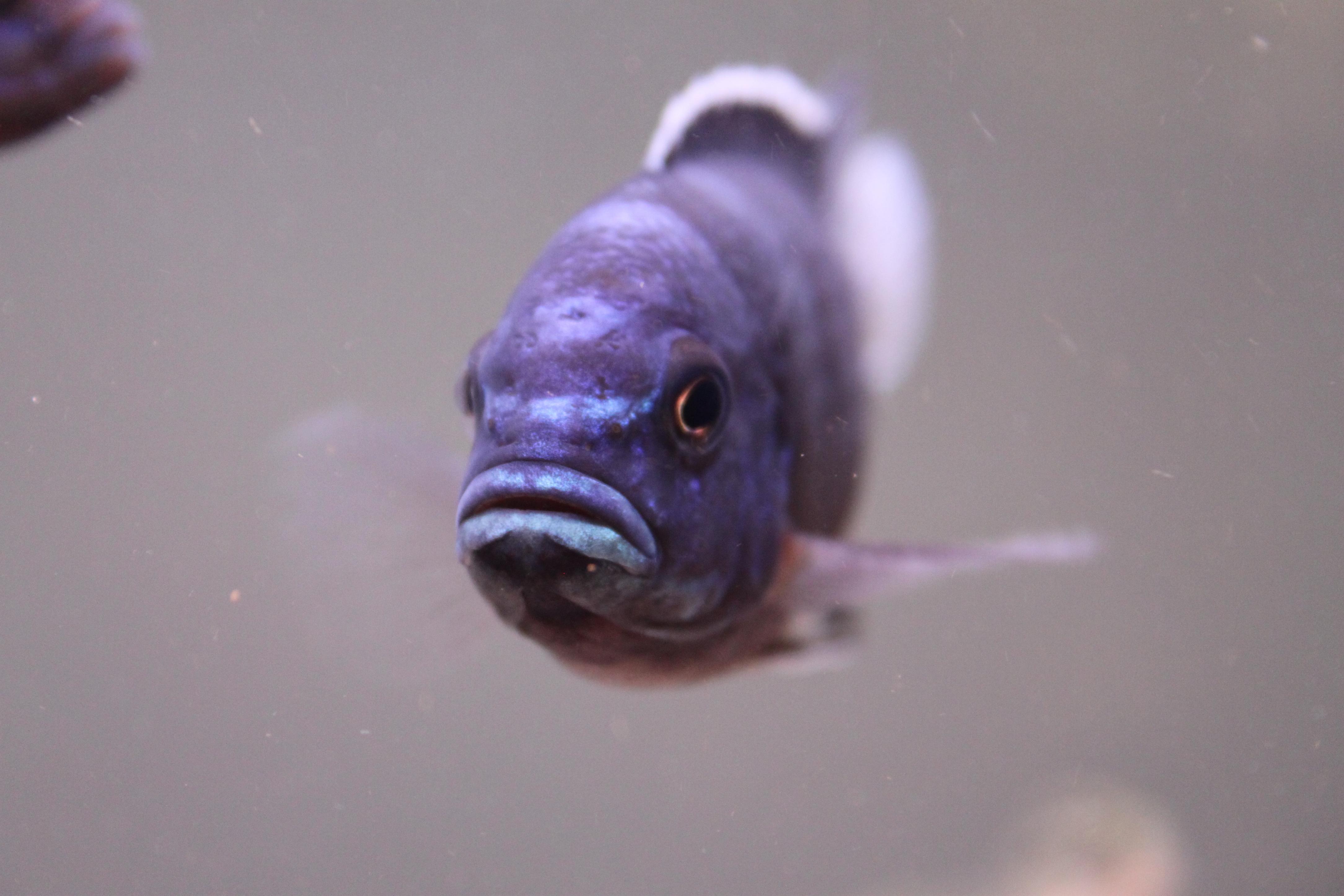 fisk 007.jpg