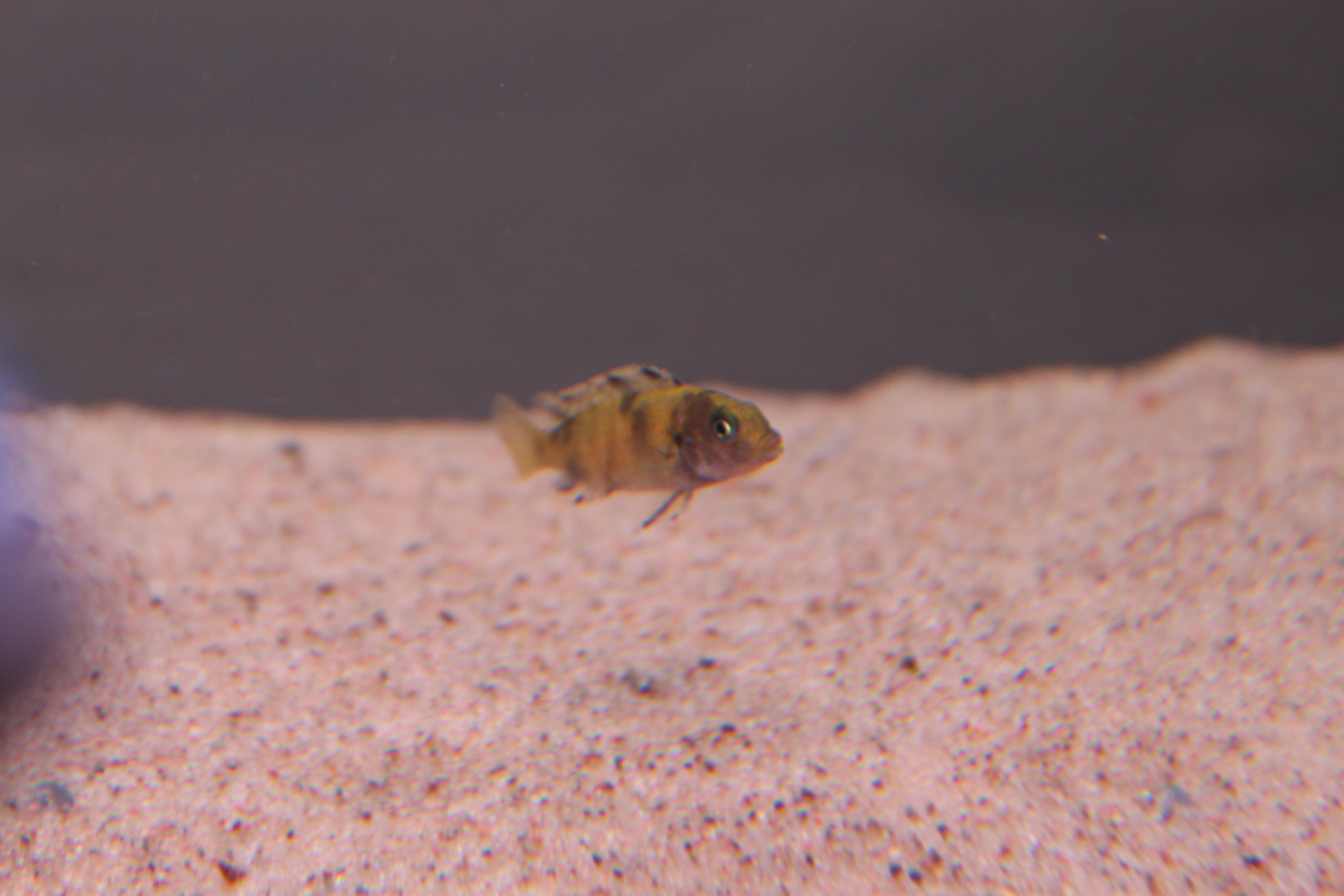 fisk 099.jpg