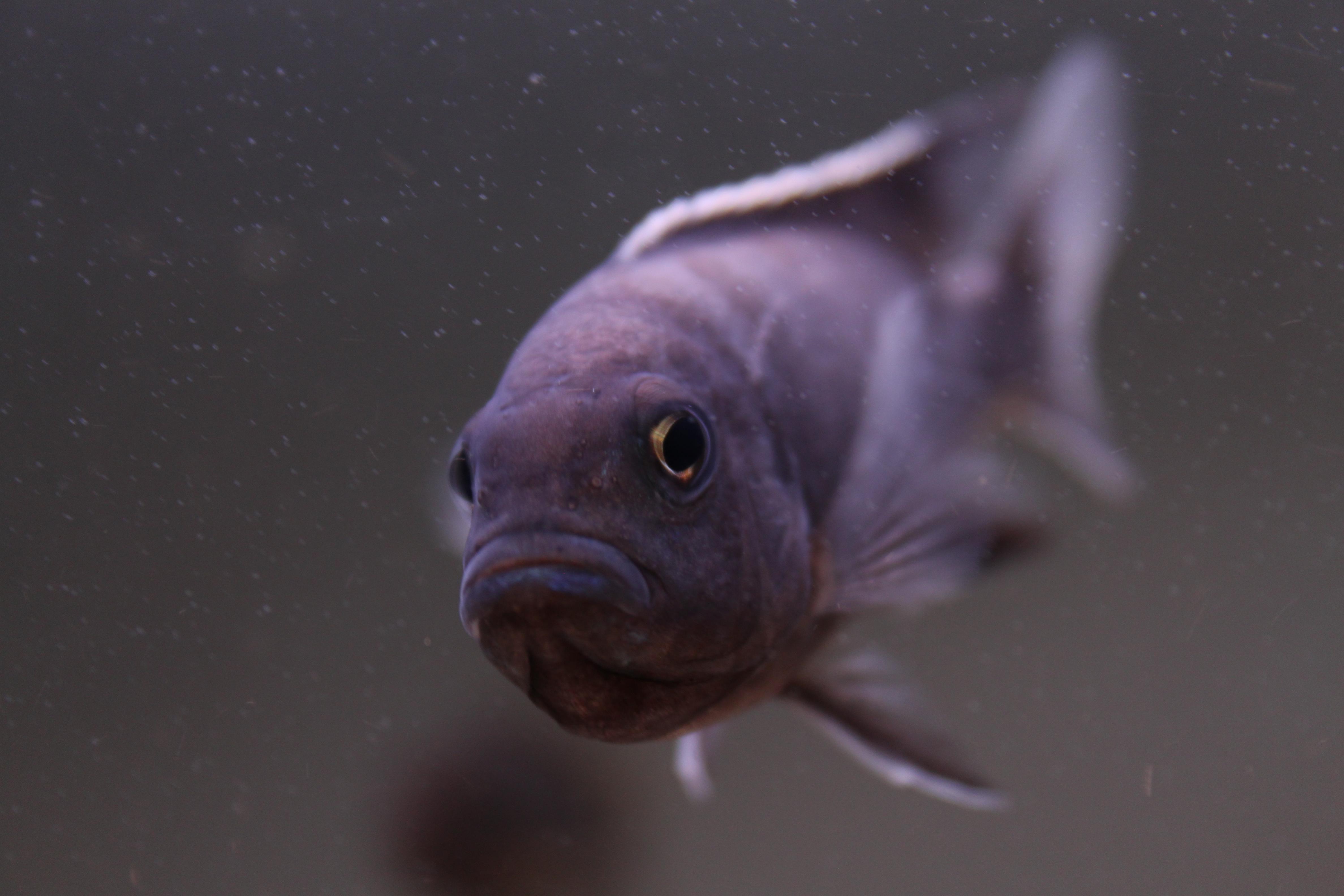 fisk 022.jpg