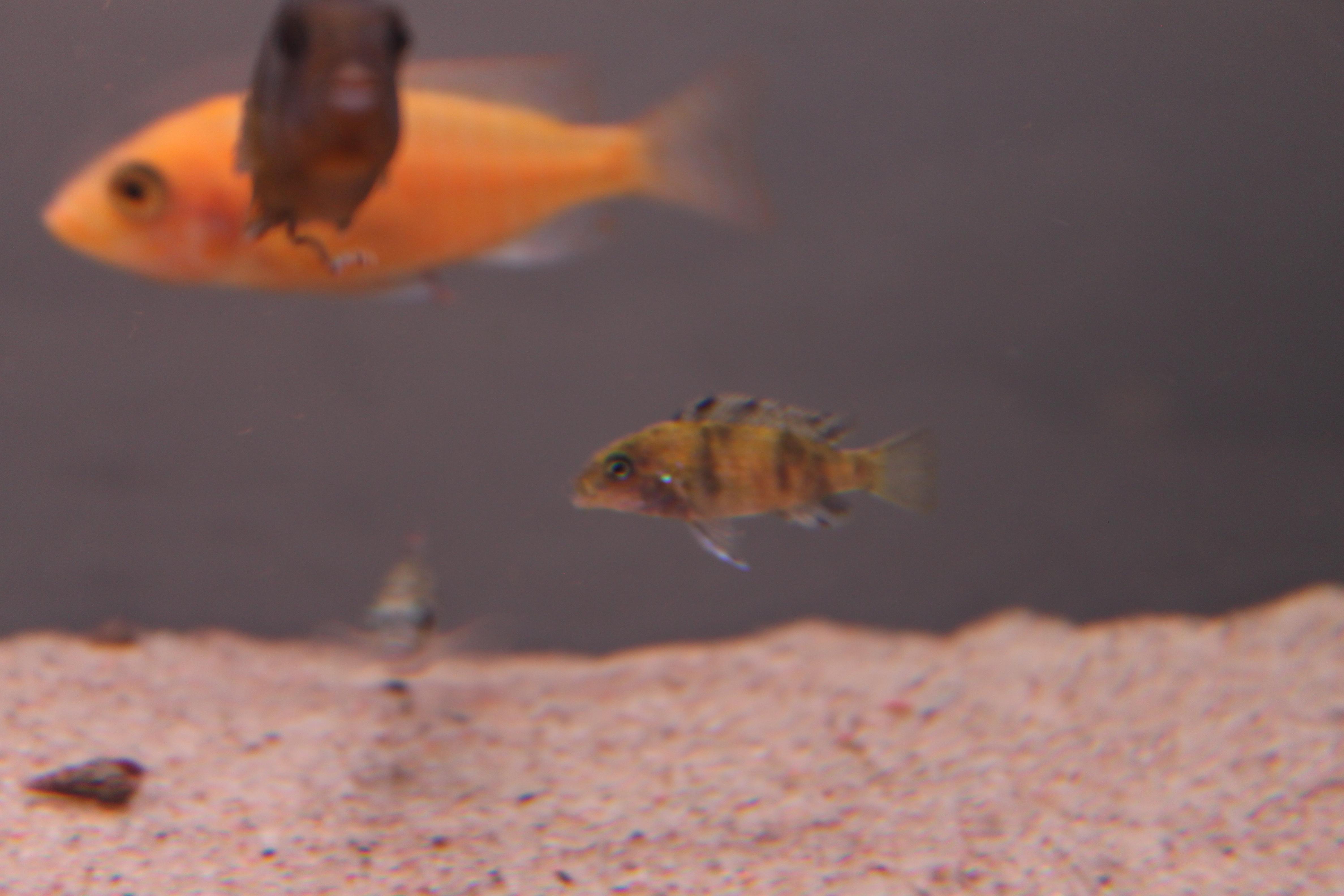 fisk 093.jpg