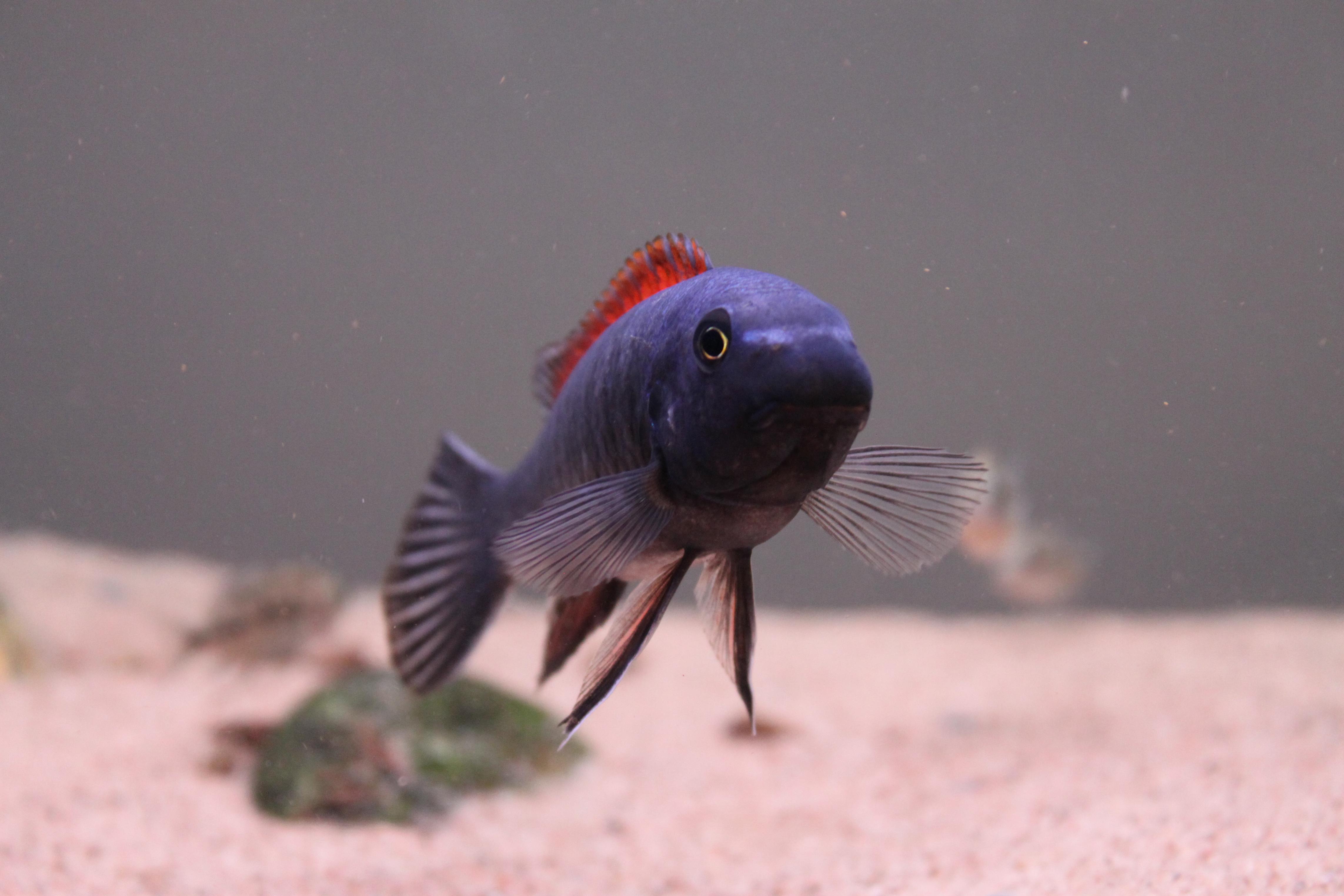 fisk 005.jpg