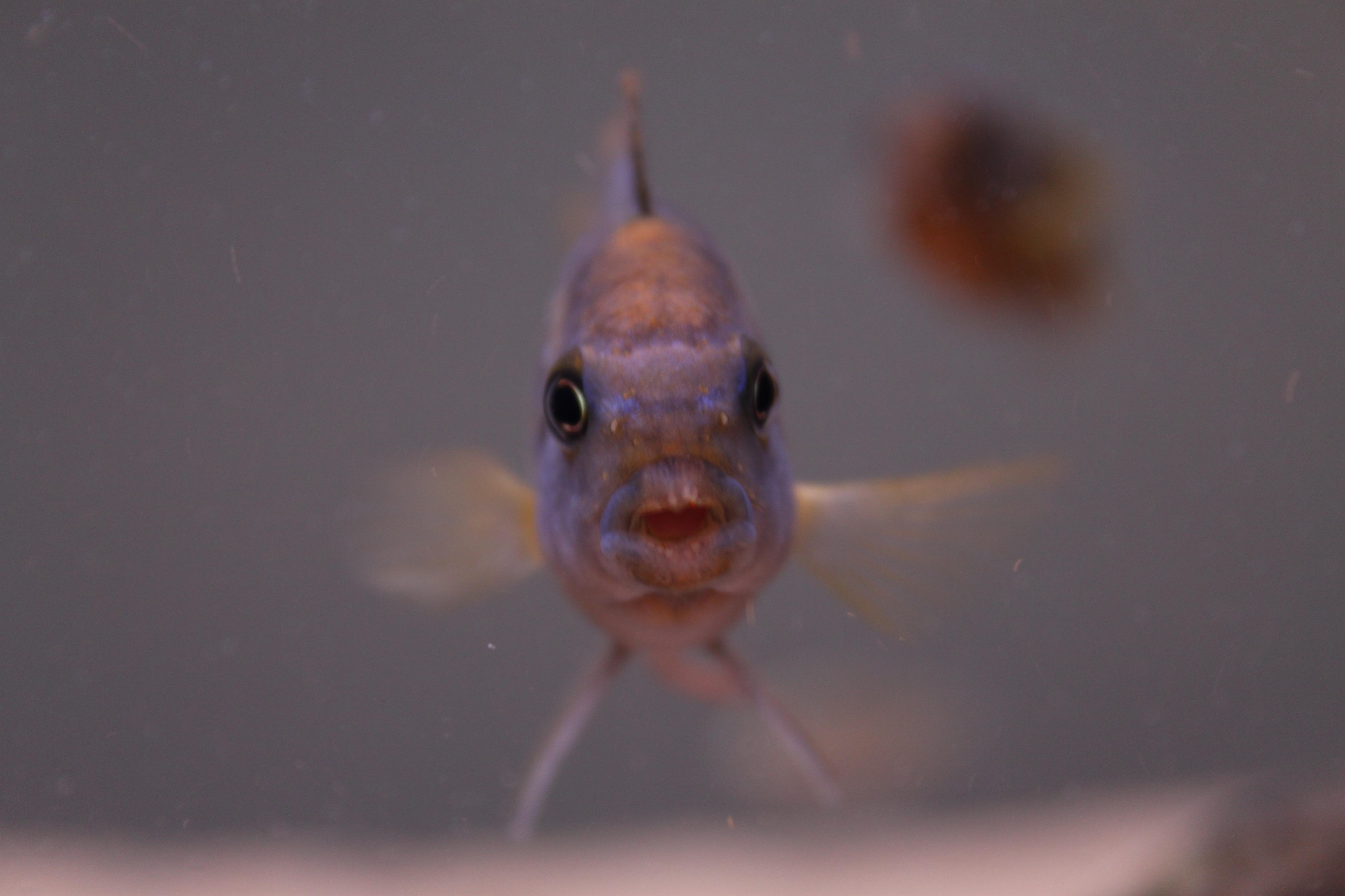 fisk 021.jpg