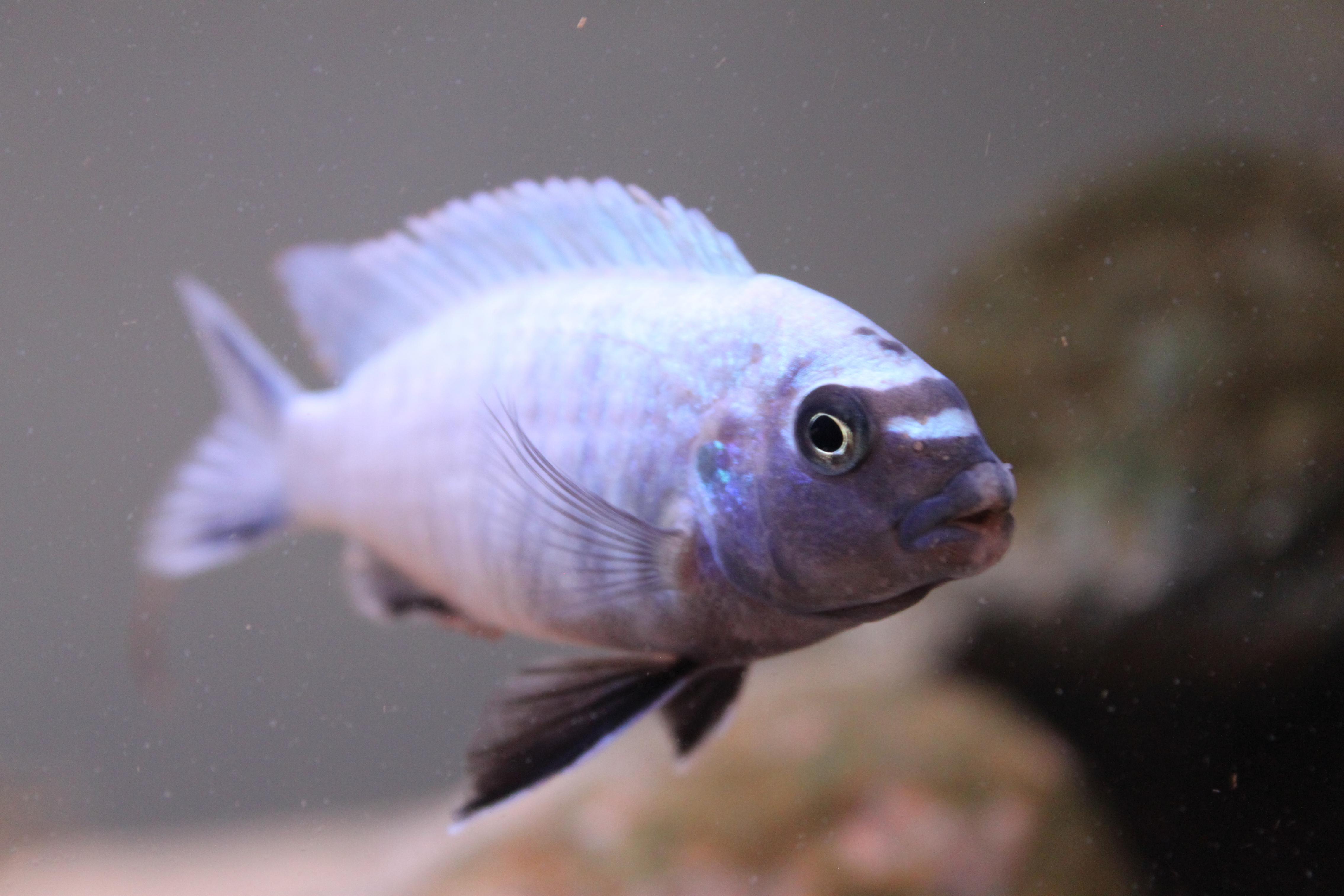fisk 251.jpg