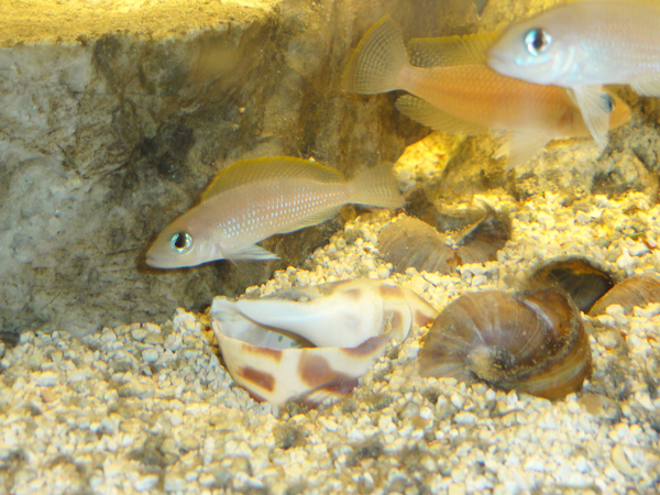 caudo_shell_liten.jpg