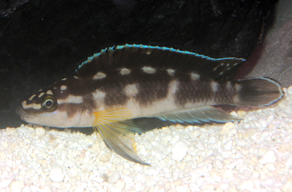 j_transcriptus_kissi_liten.jpg
