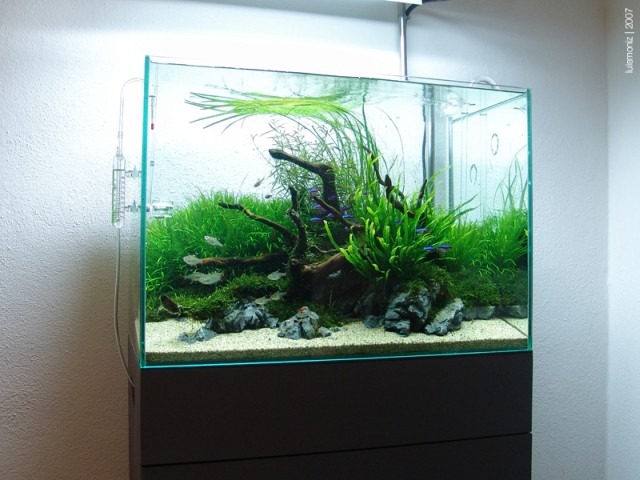 Customer_tank_Luiz_Moiz_large.jpg