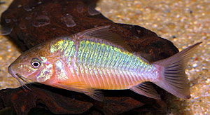 emerald-catfish.jpg