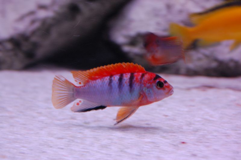 tn_DSC_0318.JPG