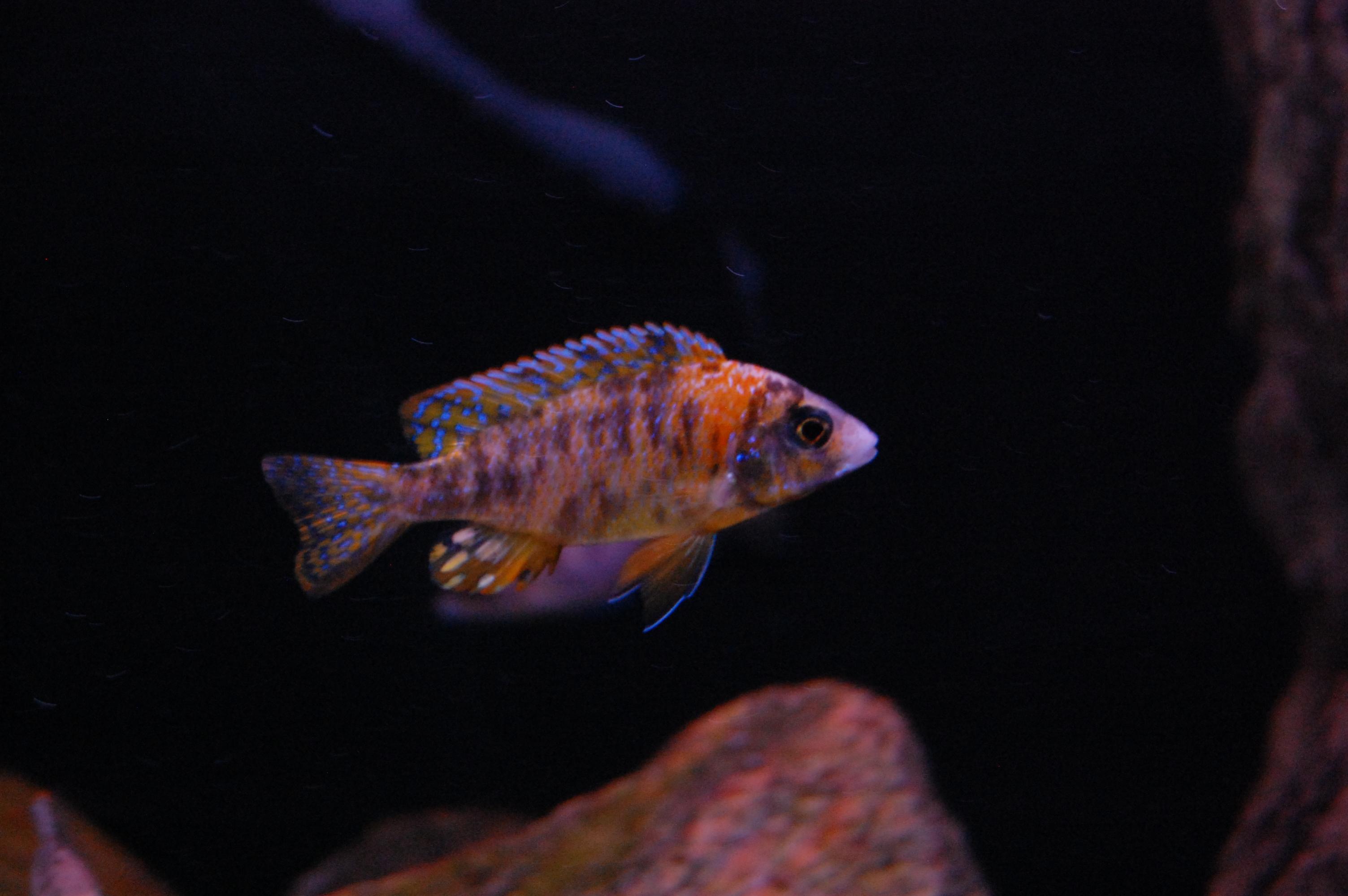 DSC_0249.jpg