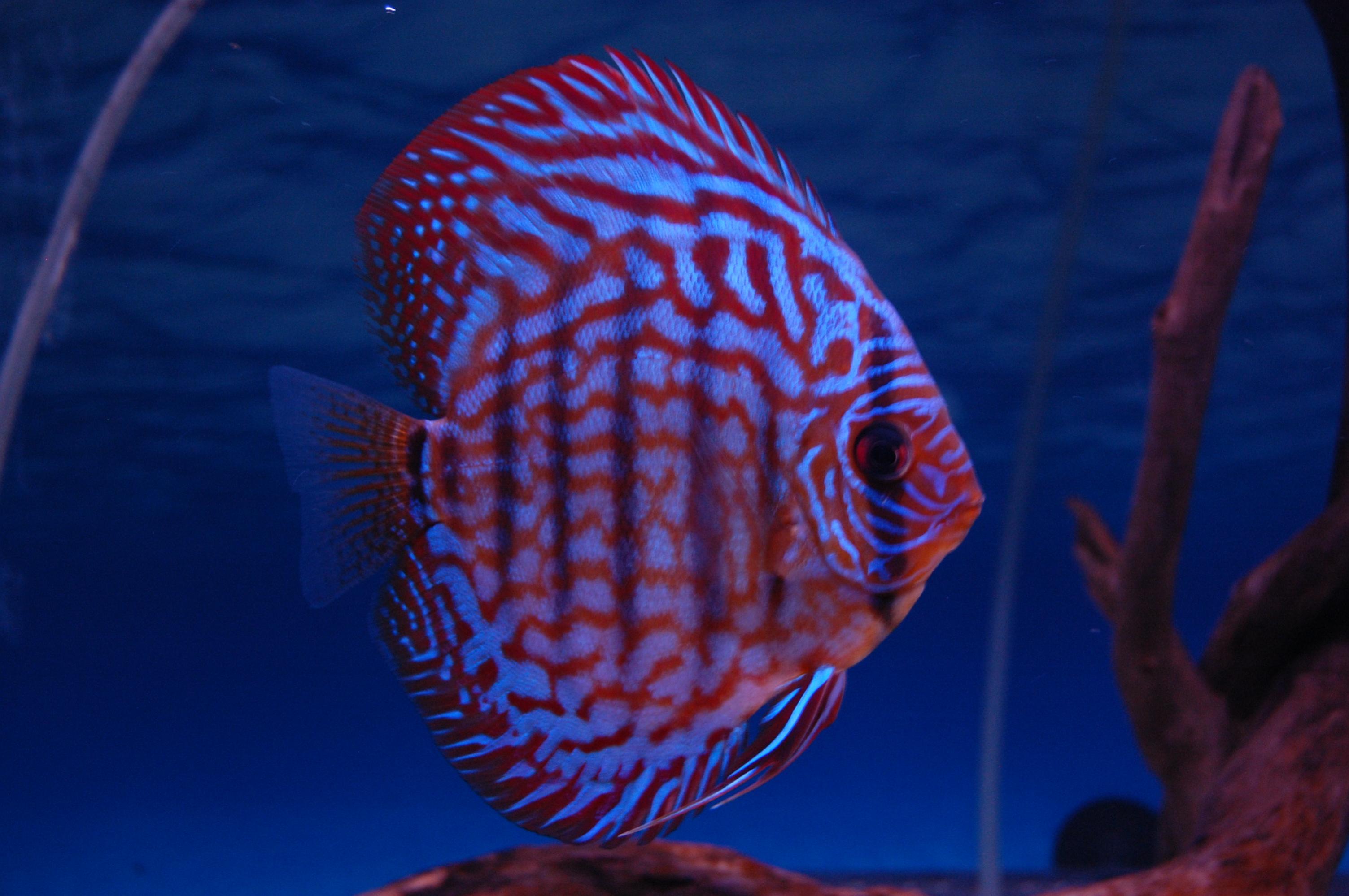 DSC_0054.jpg