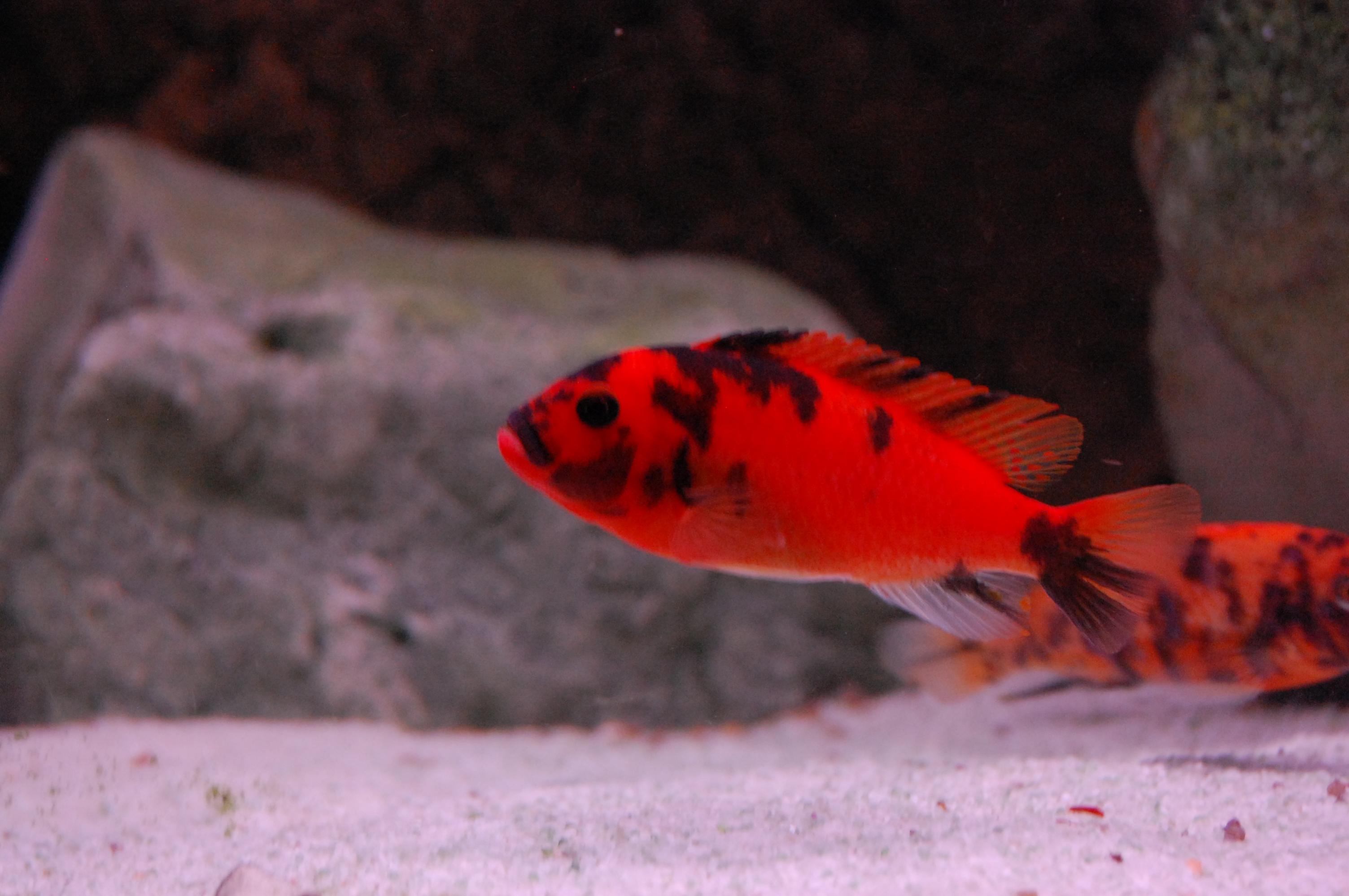 DSC_0204.jpg