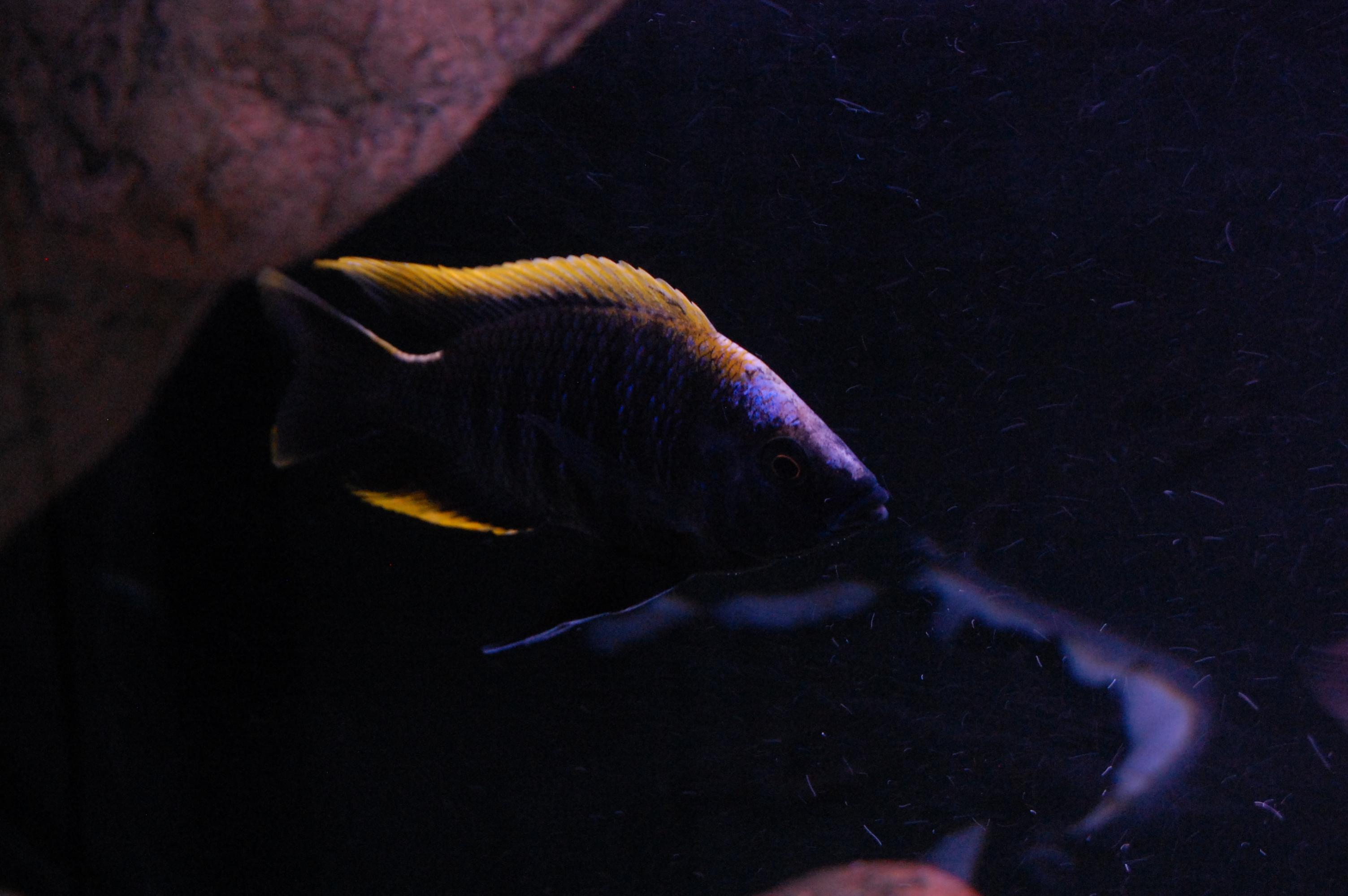 DSC_0225.jpg