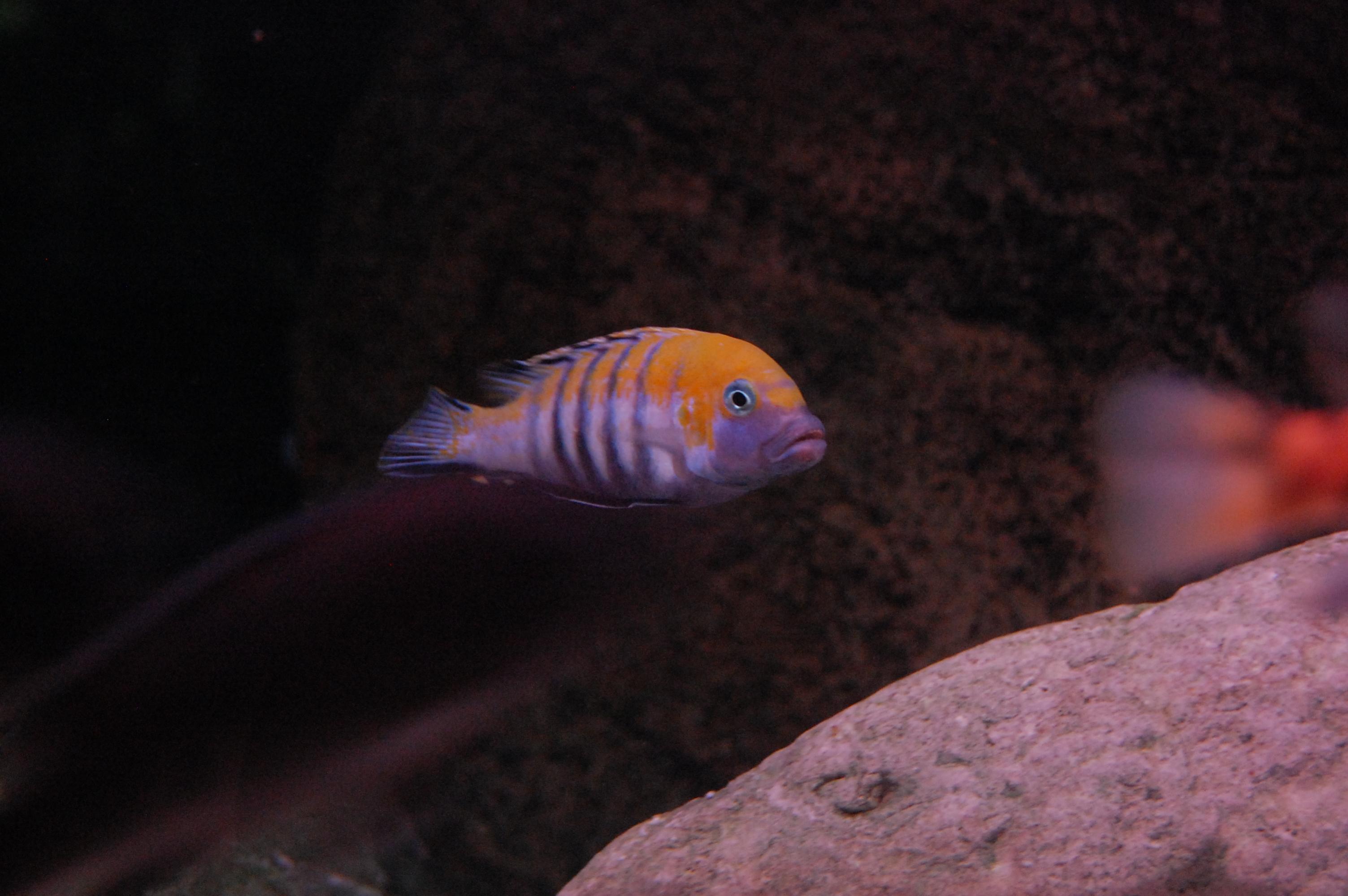 DSC_0156.jpg