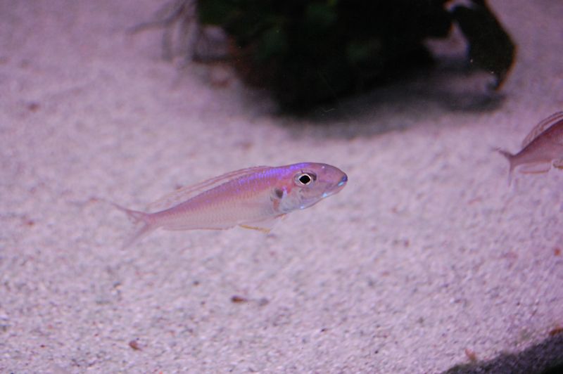 tn_DSC_0085.JPG