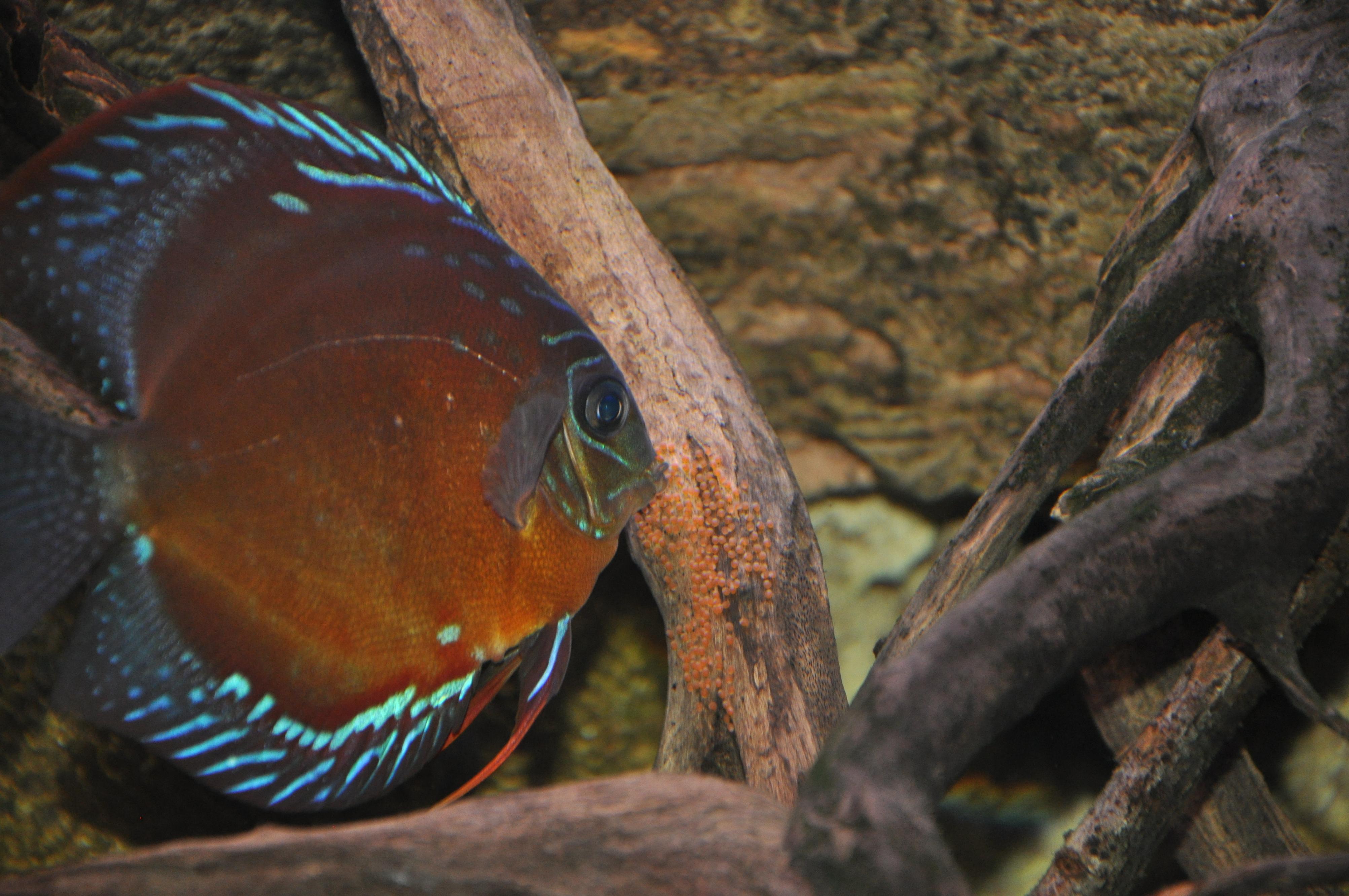 DSC_0067.jpg