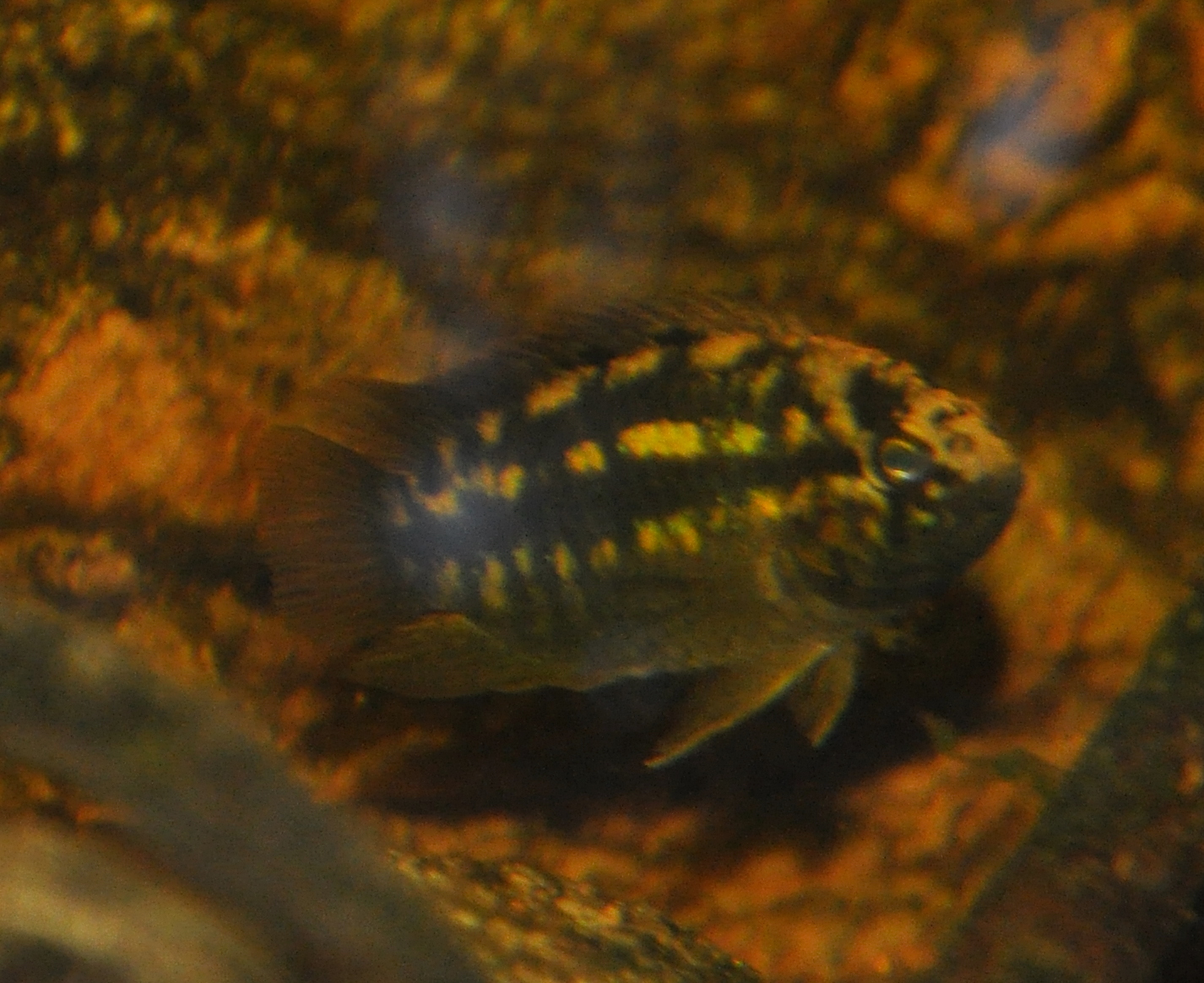 DSC_0190.JPG