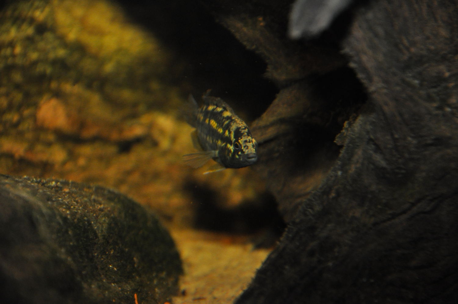 DSC_0378.JPG