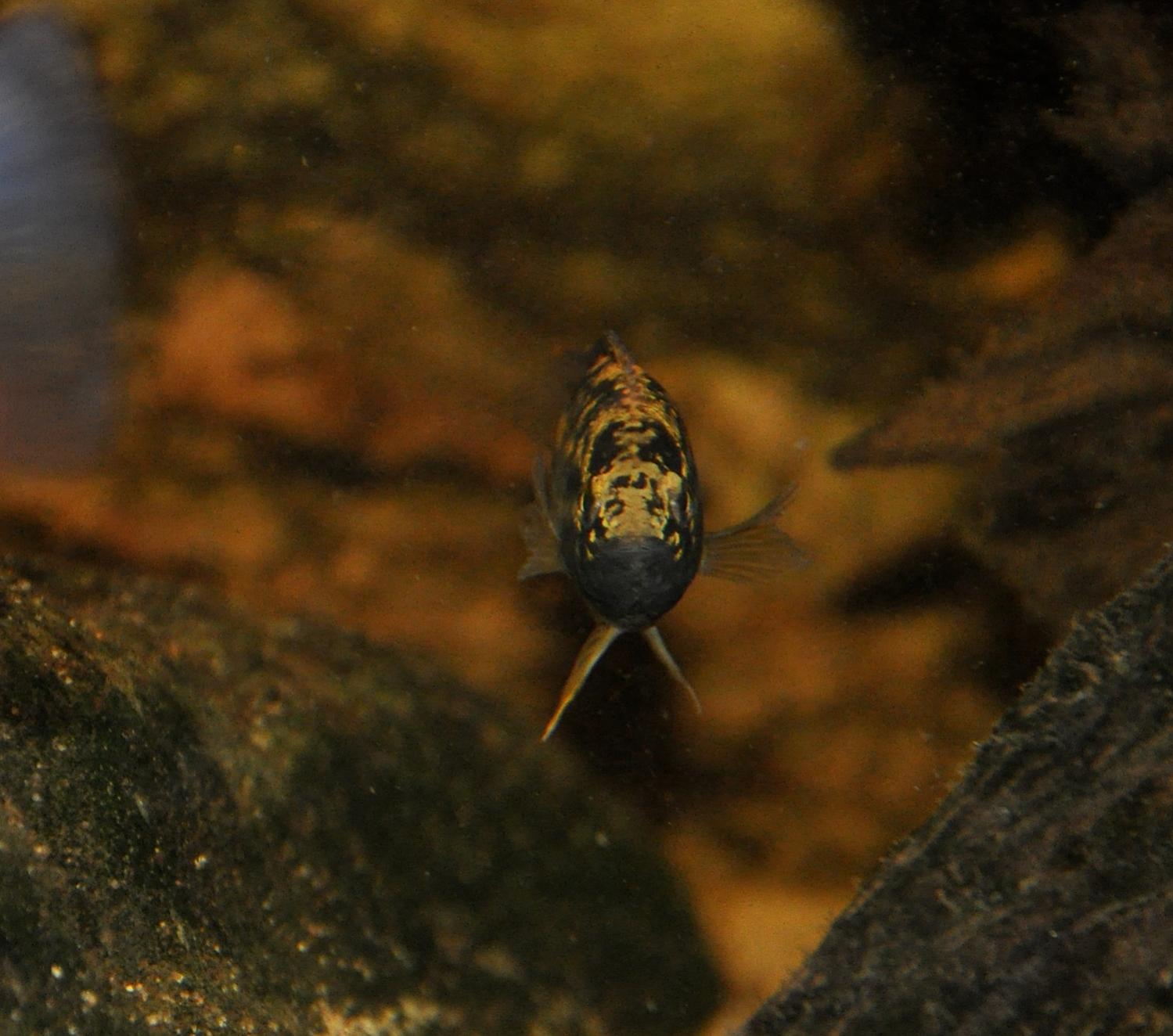 DSC_0217.jpg