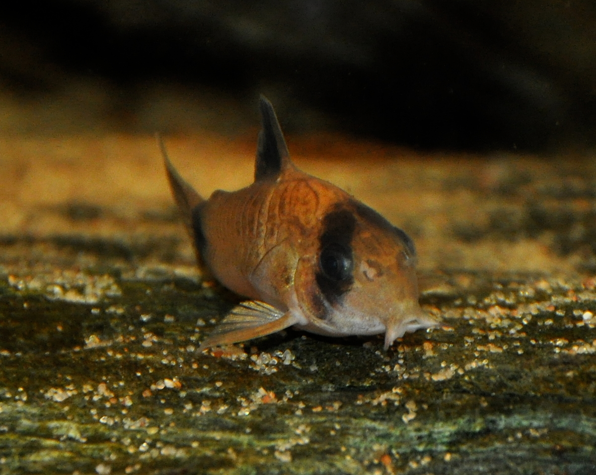 DSC_0398.JPG