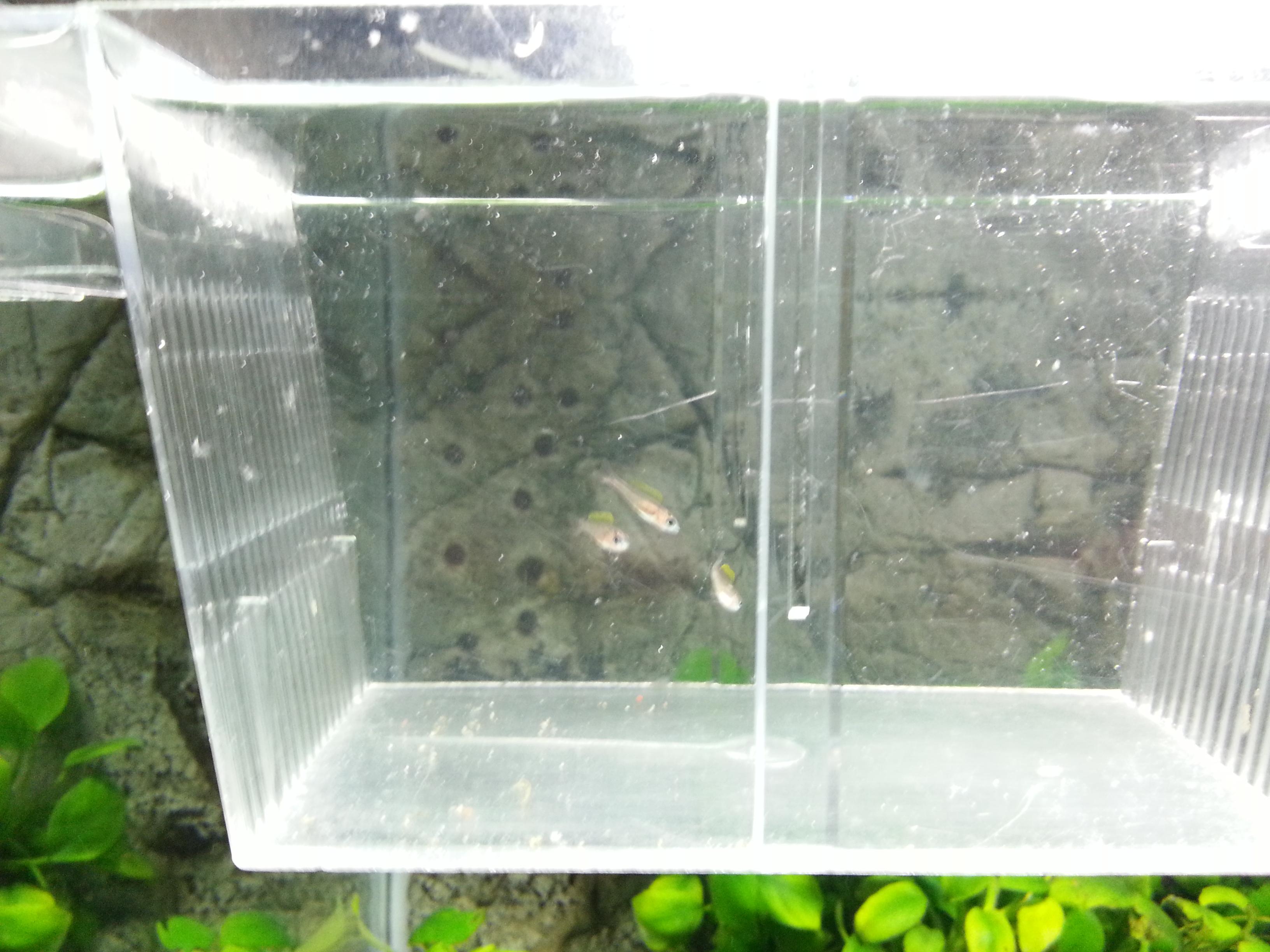 leptosoma yngel1.JPG