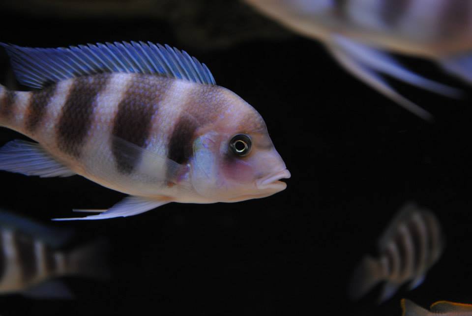 Frontosa 008.jpg