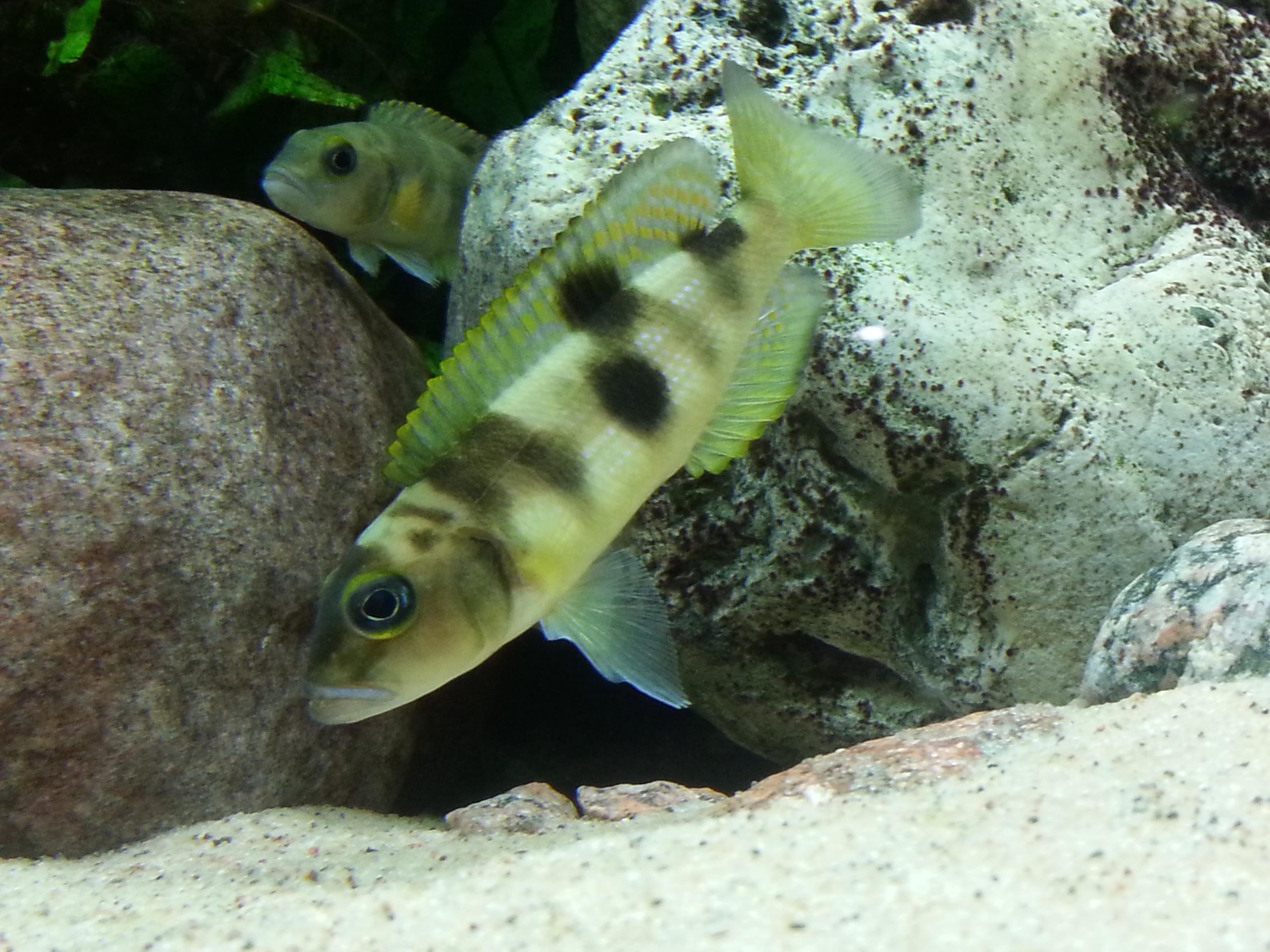 Lepidiolamprologus_boulengeri.JPG