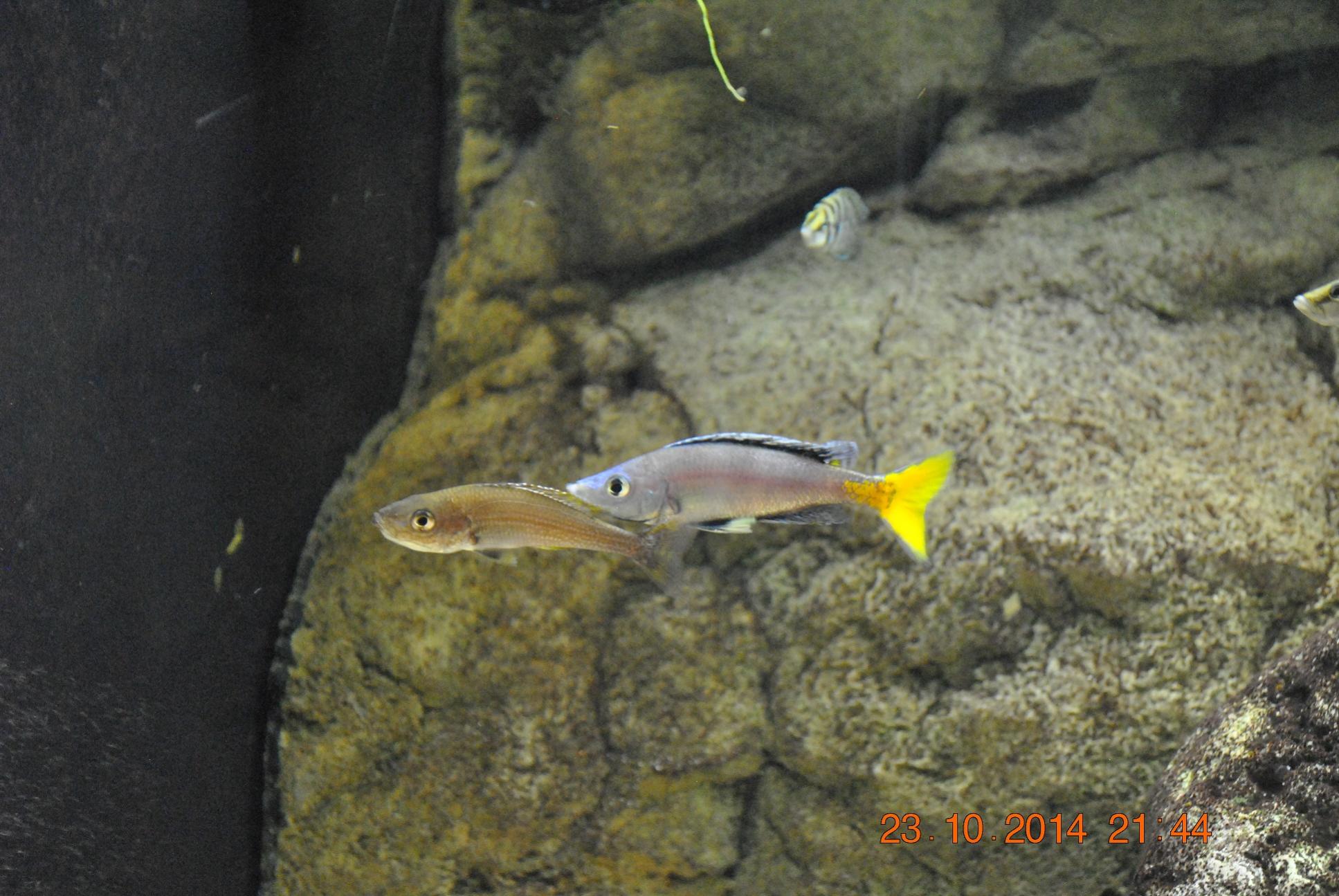 leptosoma_leker_alto_&amp;#228;ter_str.jpg